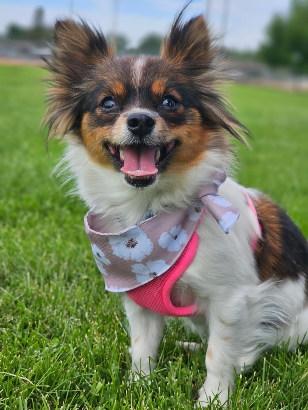 Enlarge Shyann, a Adopted mixed breed in Twin Falls, ID image 3/6