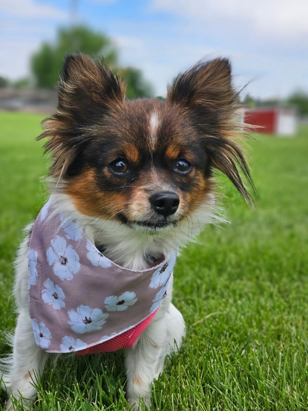 Enlarge Shyann, a Adopted mixed breed in Twin Falls, ID image 4/6