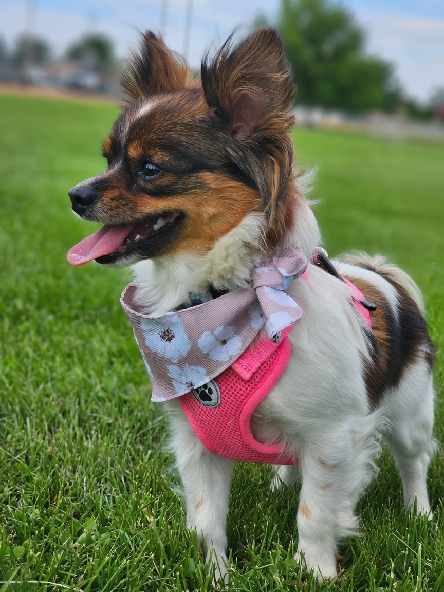 Enlarge Shyann, a Adopted mixed breed in Twin Falls, ID image 5/6