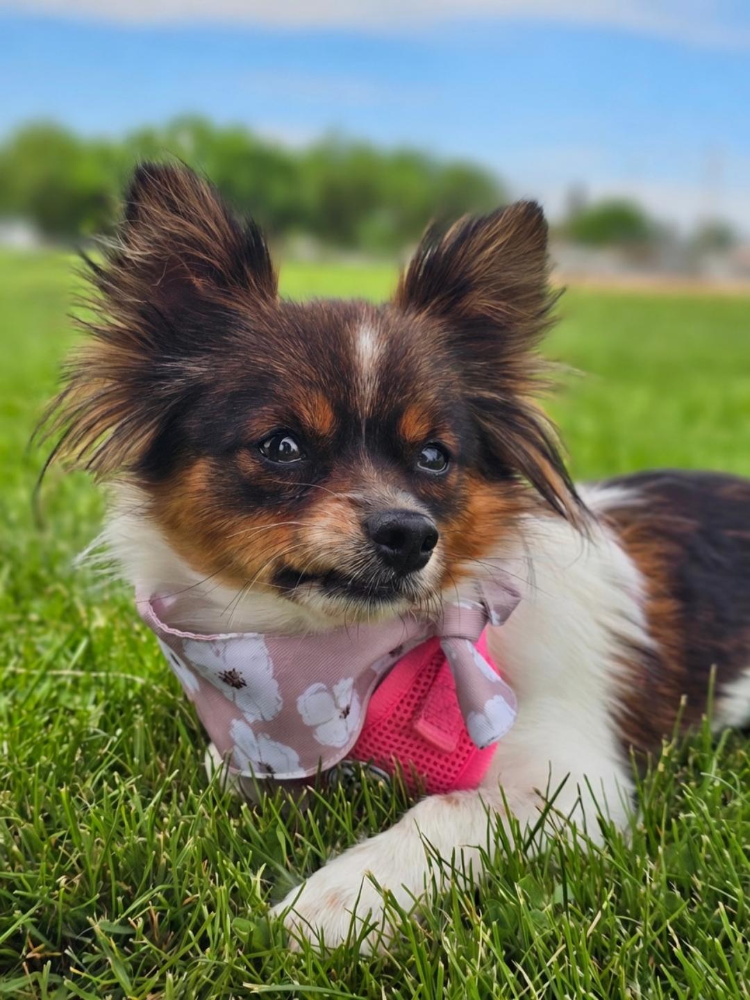 Enlarge Shyann, a Adopted mixed breed in Twin Falls, ID image 6/6