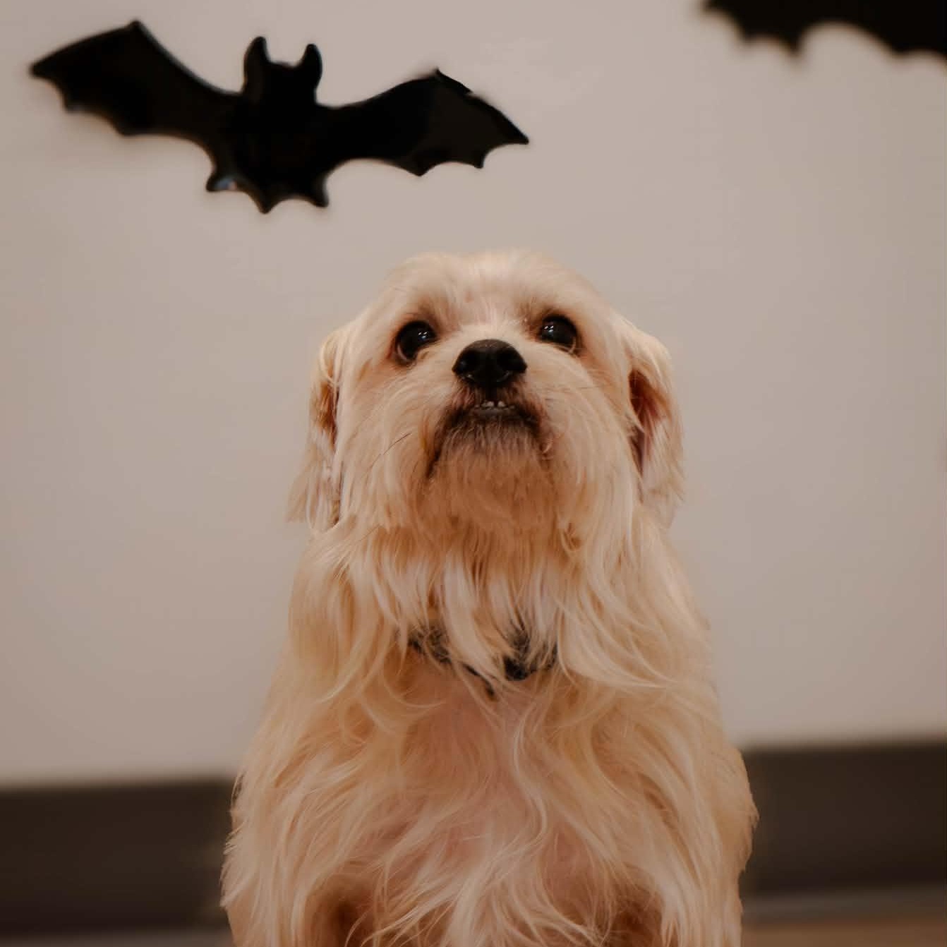 Buddy, Adoptable, Adult Male Mixed Breed.