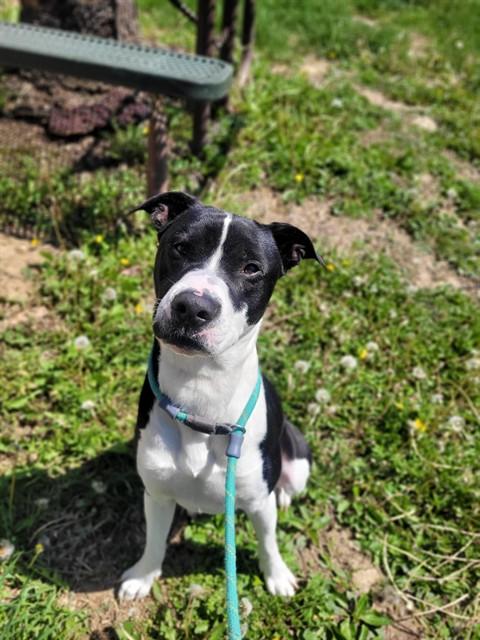 OTTER, Adoptable, Young Male Pit Bull Terrier.