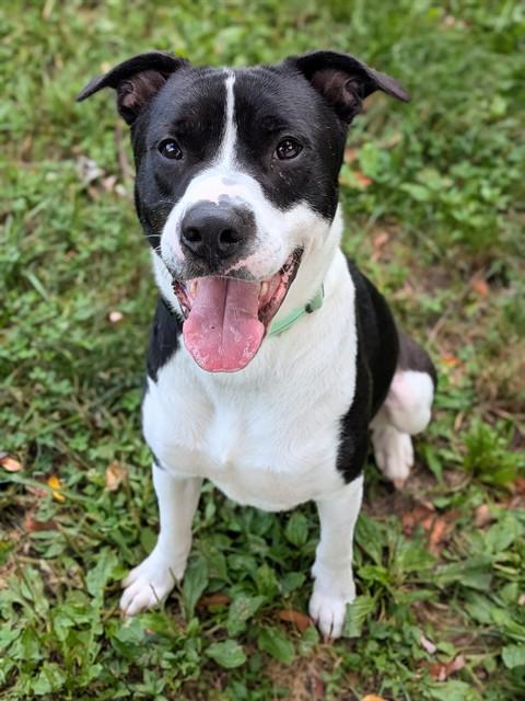 OTTER, Adoptable, Young Male Pit Bull Terrier.