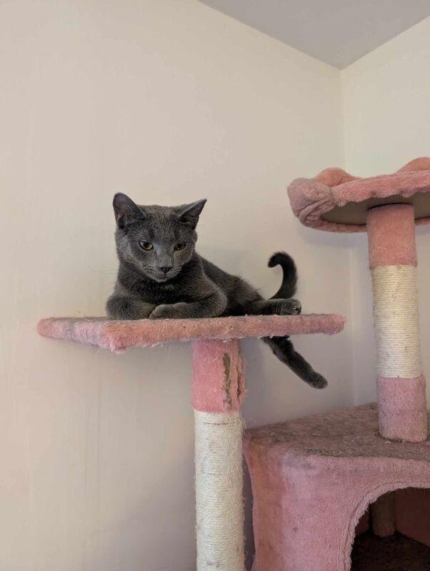 Ivan (coming soon!), a Adoptable Domestic Short Hair in Kalamazoo, MI image 1/3