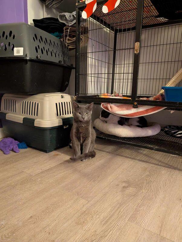 Ivan (coming soon!), a Adoptable Domestic Short Hair in Kalamazoo, MI image 2/3