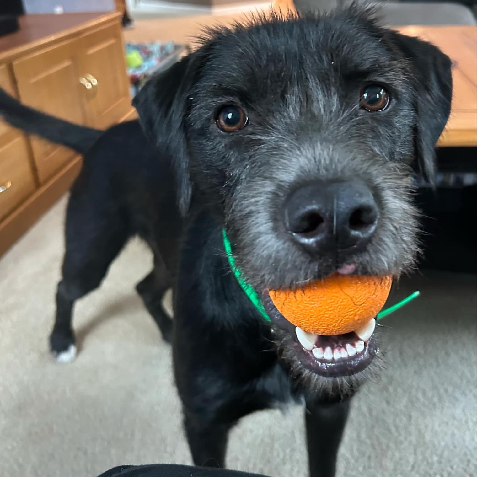 Murphy photo 3