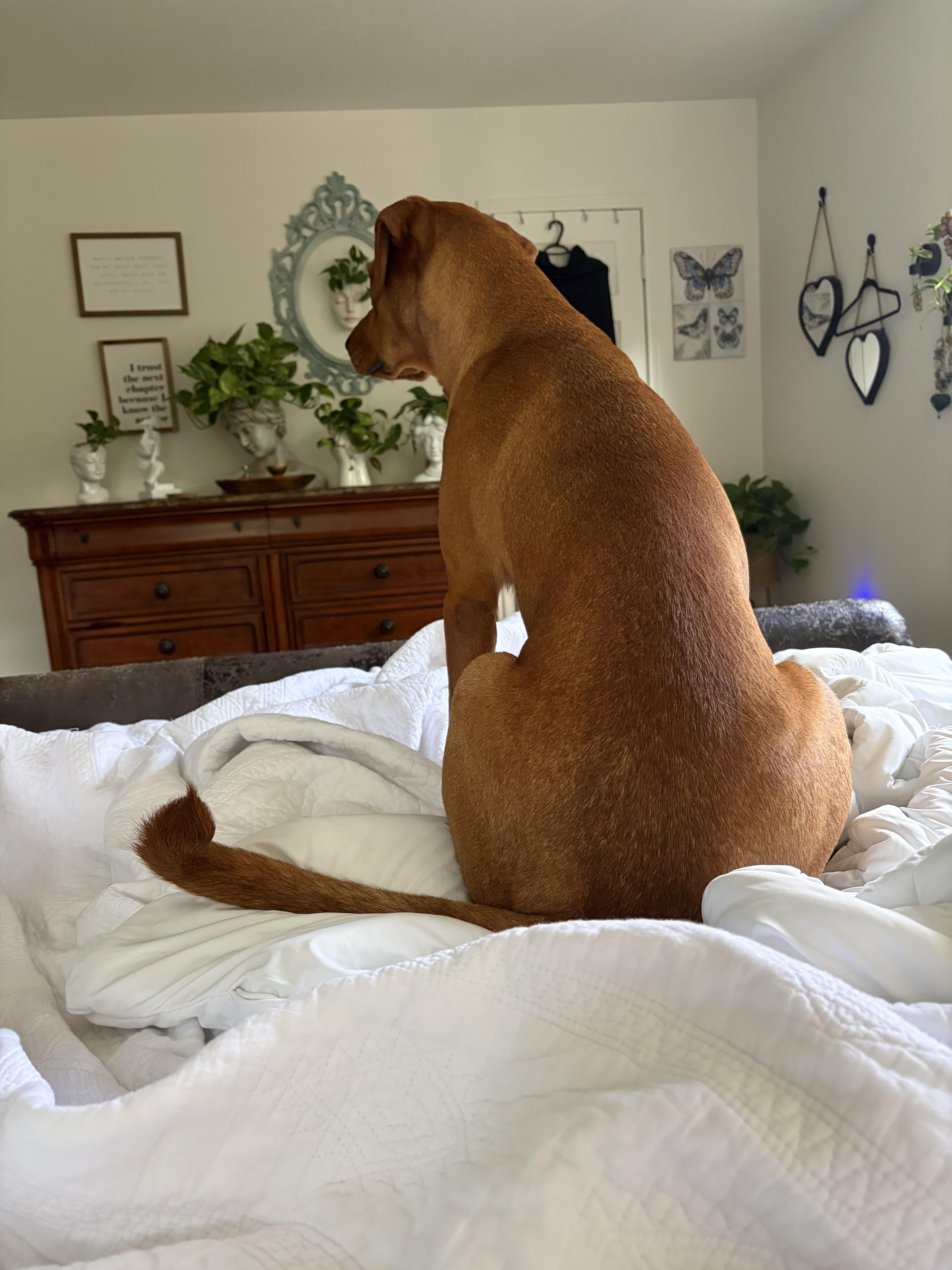 Ruby ( super friendly, house trained, crate trained, good with cats and dogs), an adopted mixed breed in Traverse City, MI image 3/5