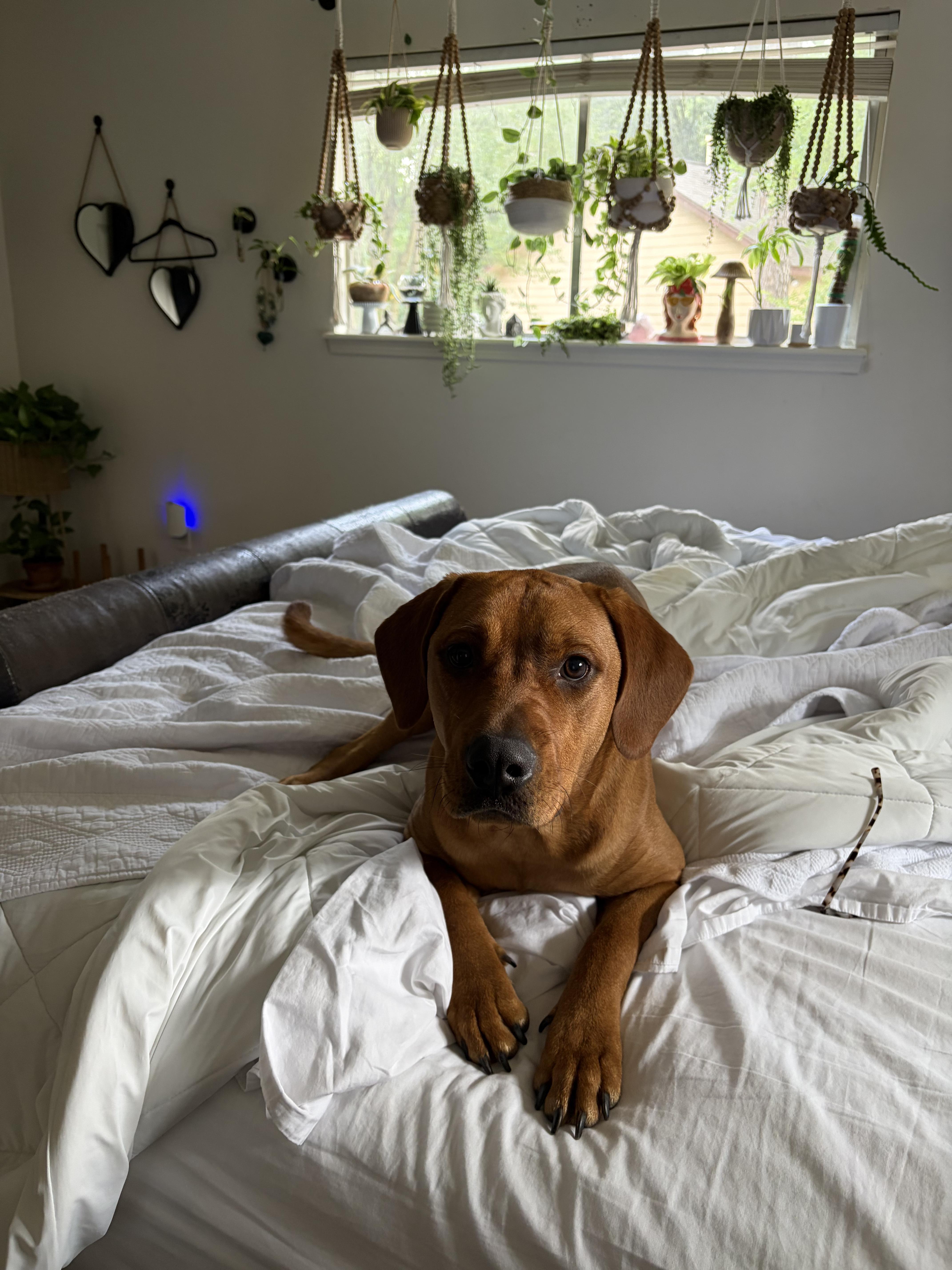 Ruby ( super friendly, house trained, crate trained, good with cats and dogs), an adopted mixed breed in Traverse City, MI image 4/5
