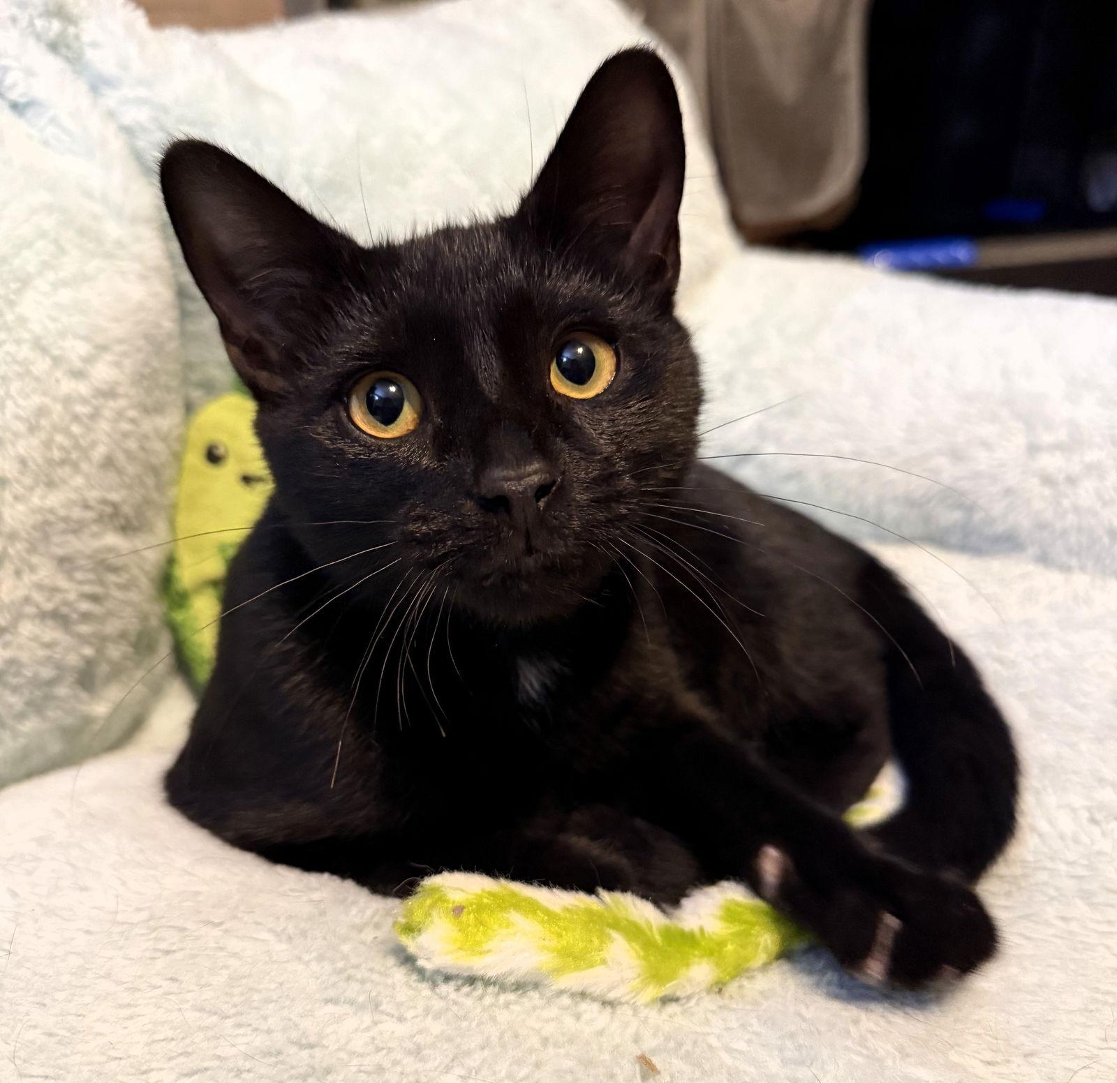 Poe, Adoptable, Kitten Male Domestic Short Hair.