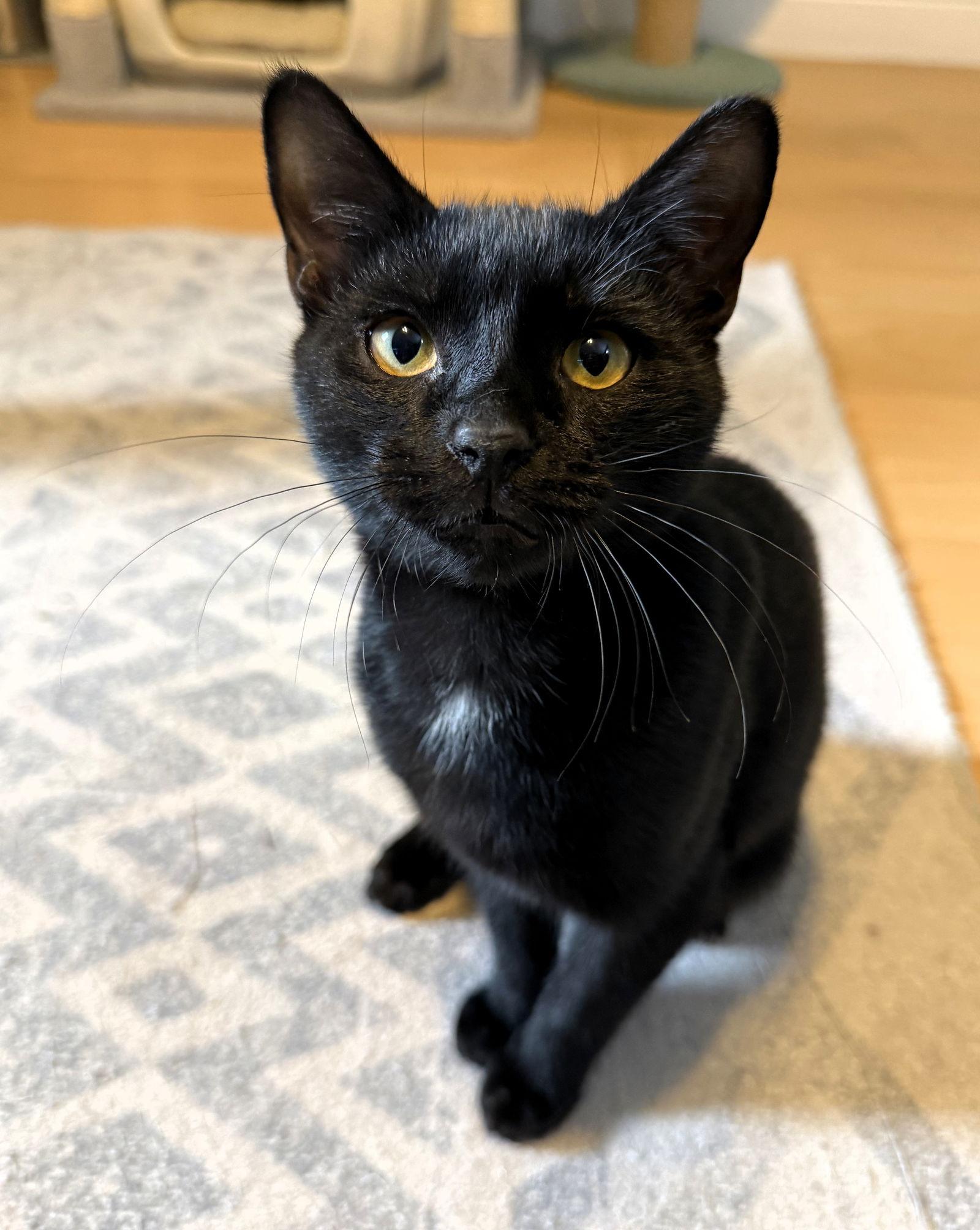 Enlarge Poe, a Adoptable Domestic Short Hair in Lighthouse Point, FL image 2/3