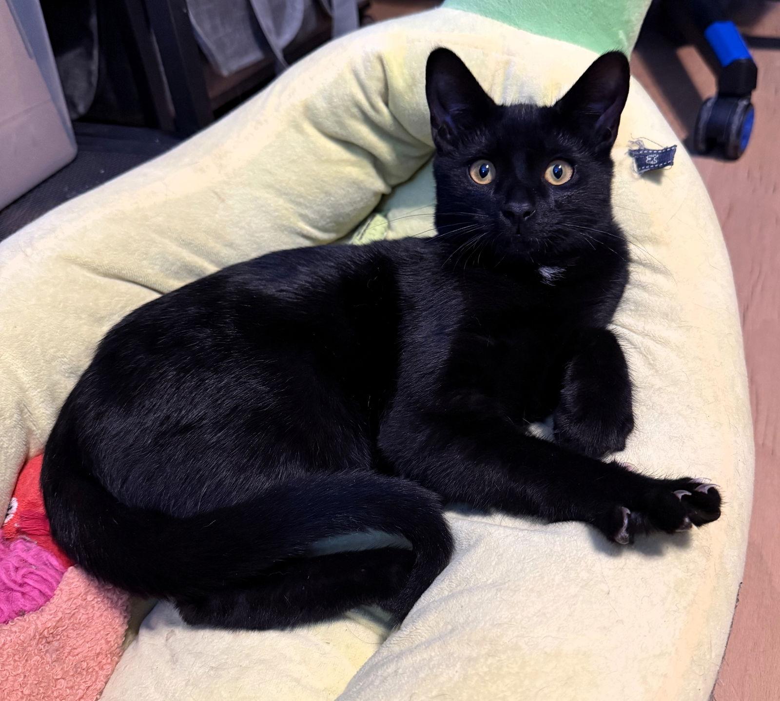 Enlarge Poe, a Adoptable Domestic Short Hair in Lighthouse Point, FL image 3/3