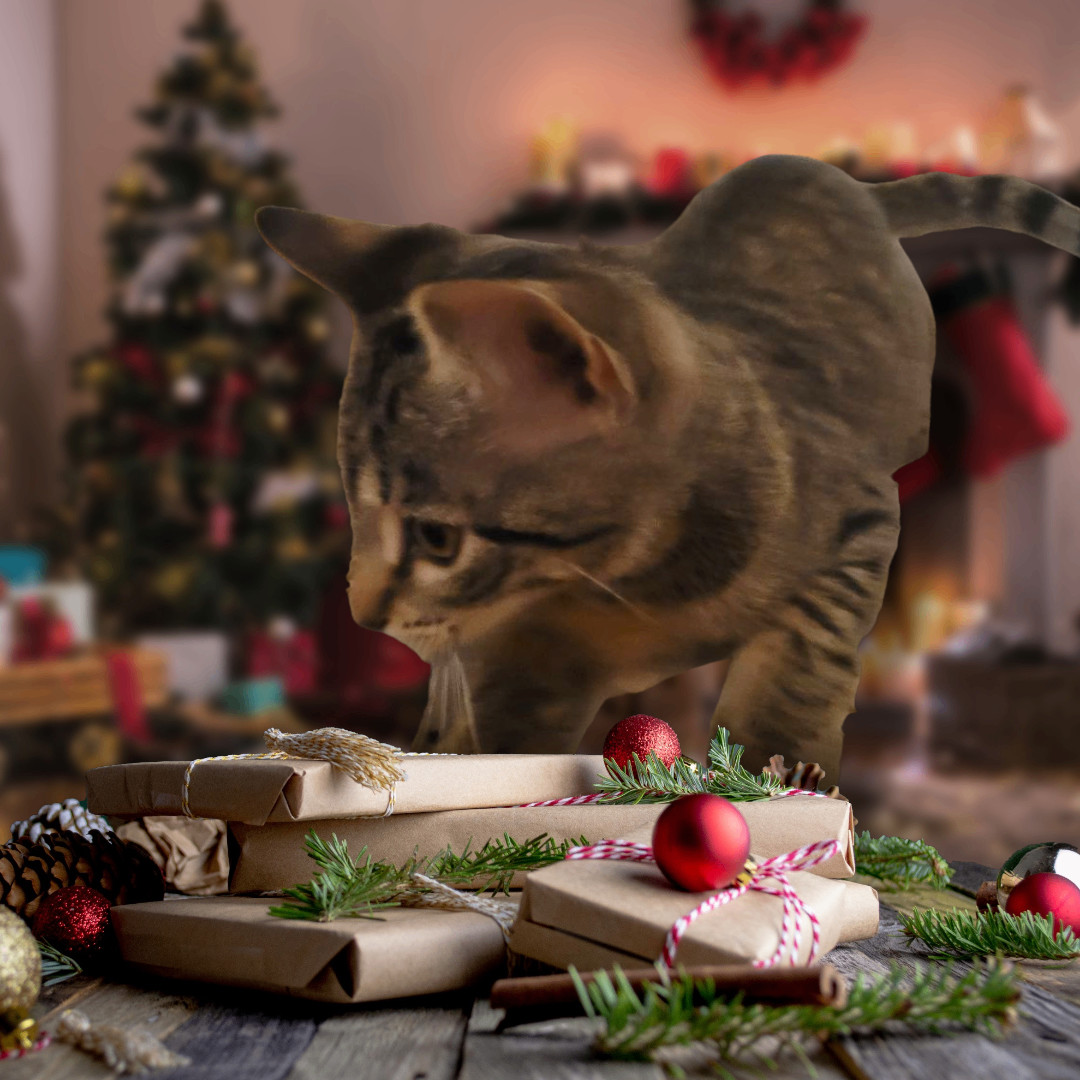 Enlarge Milo, a Adopted Domestic Short Hair in Oak Lawn, IL image 2/4