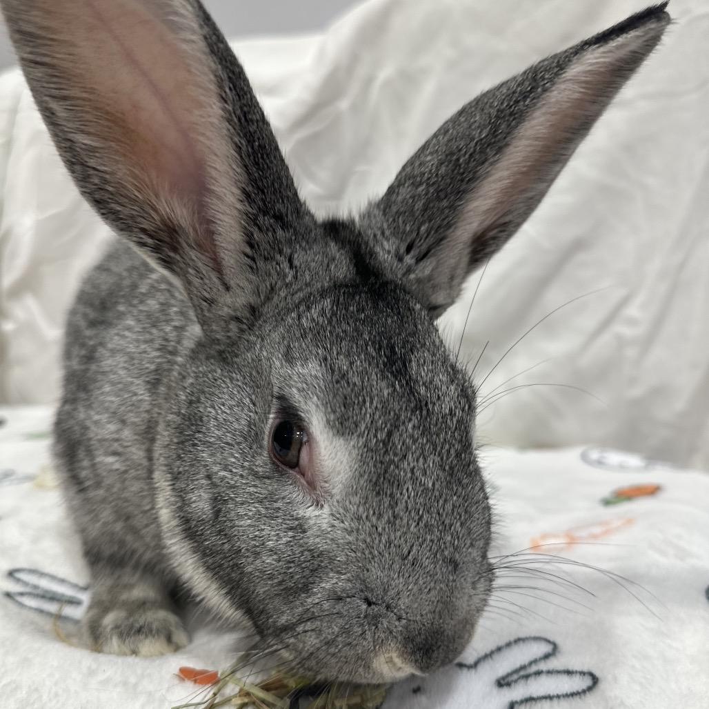 Wooper, Adoptable, Young Male Bunny Rabbit.
