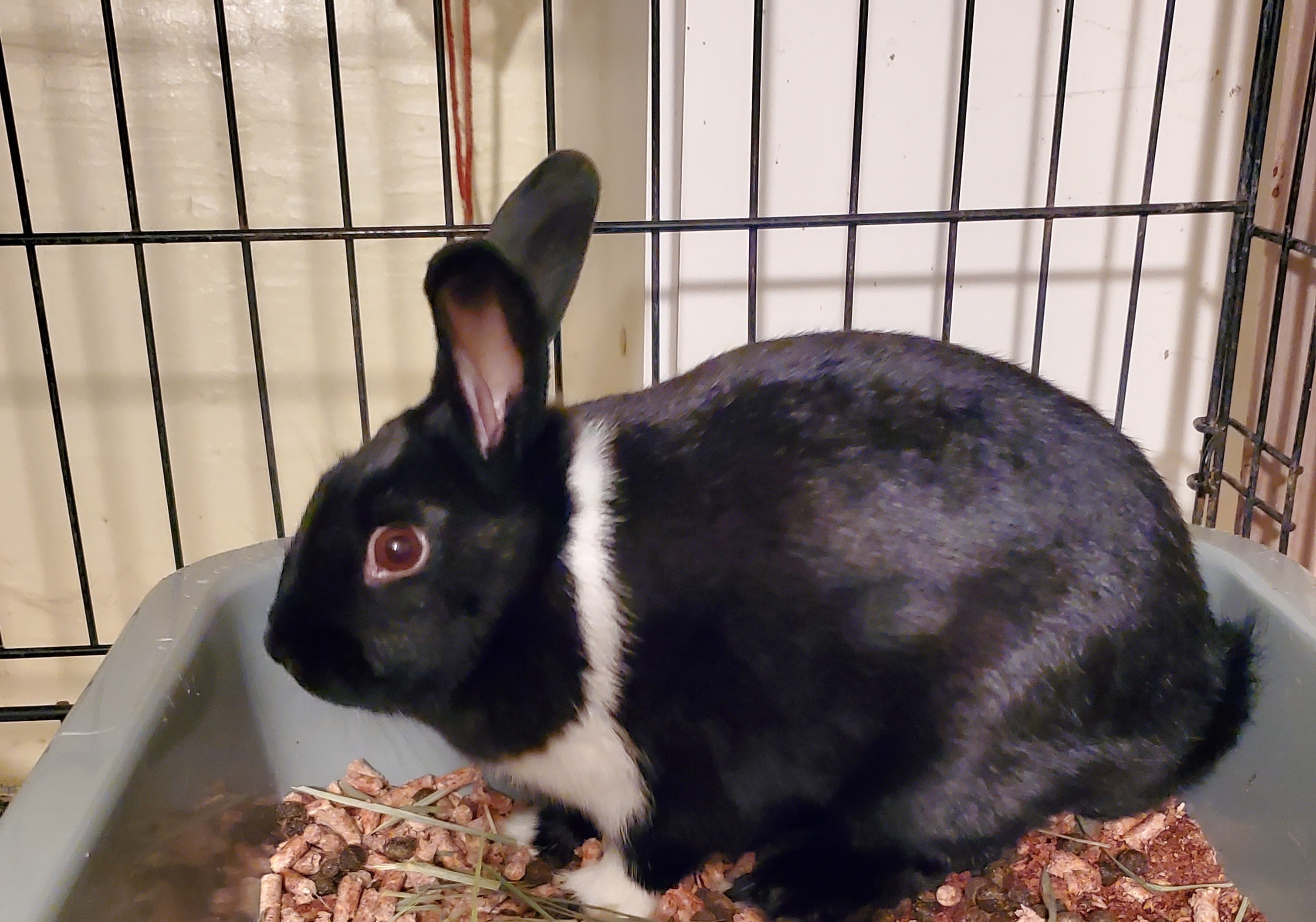 Enlarge Milky Way, a Adoptable American in Fair Oaks, CA image 1/2