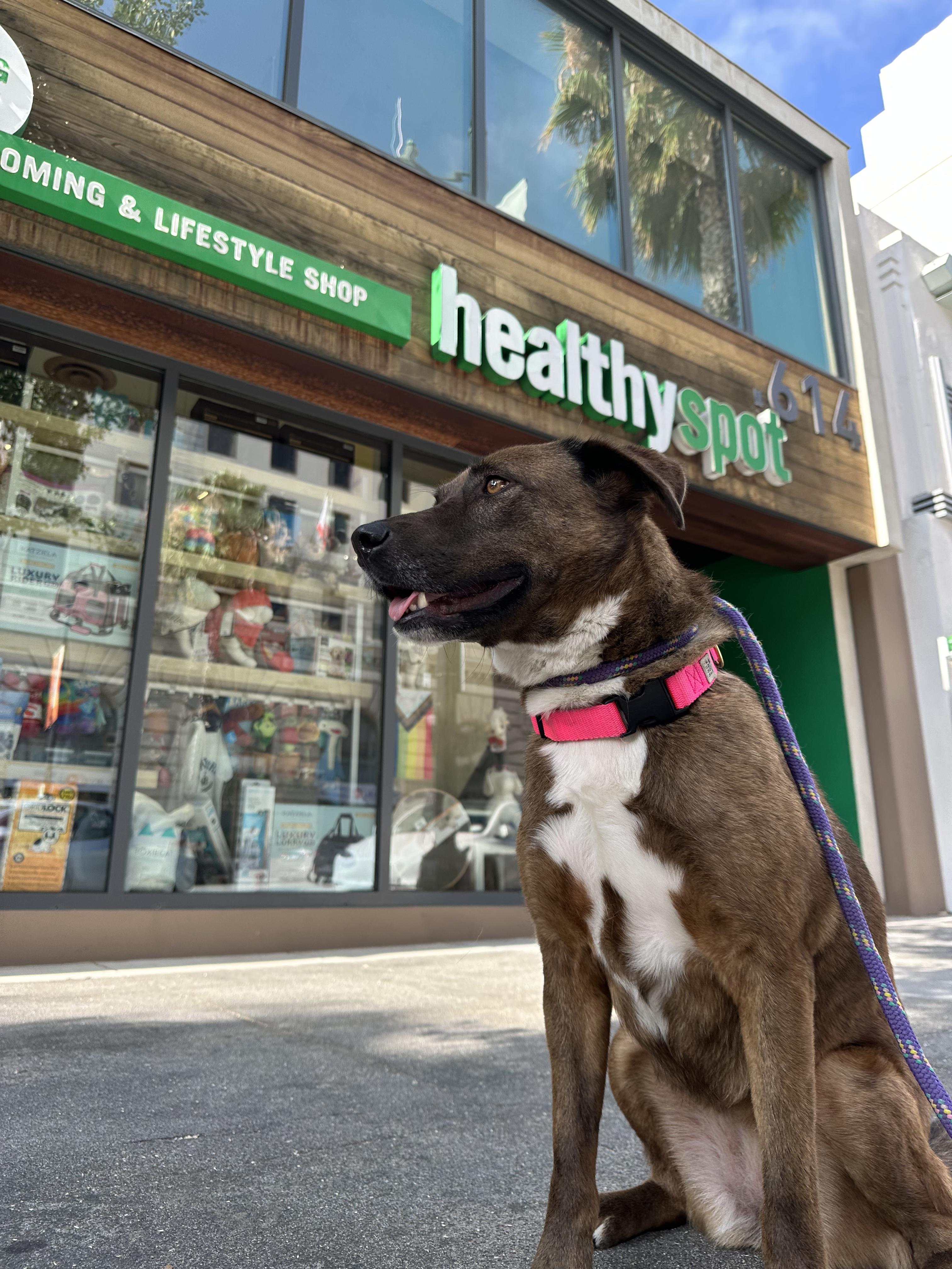 Cara, a ADOPTABLE mixed breed in Burbank, CA image 2/5