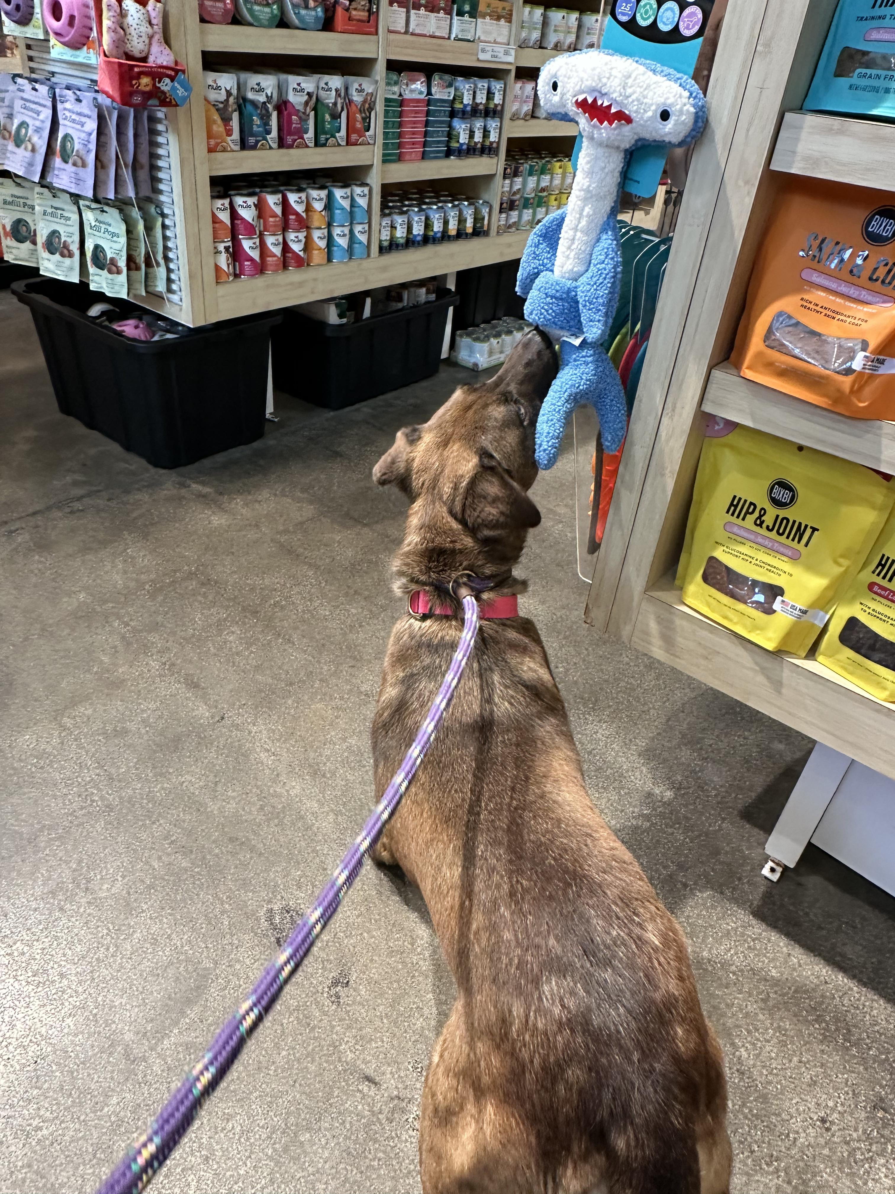 Cara, a ADOPTABLE mixed breed in Burbank, CA image 3/5