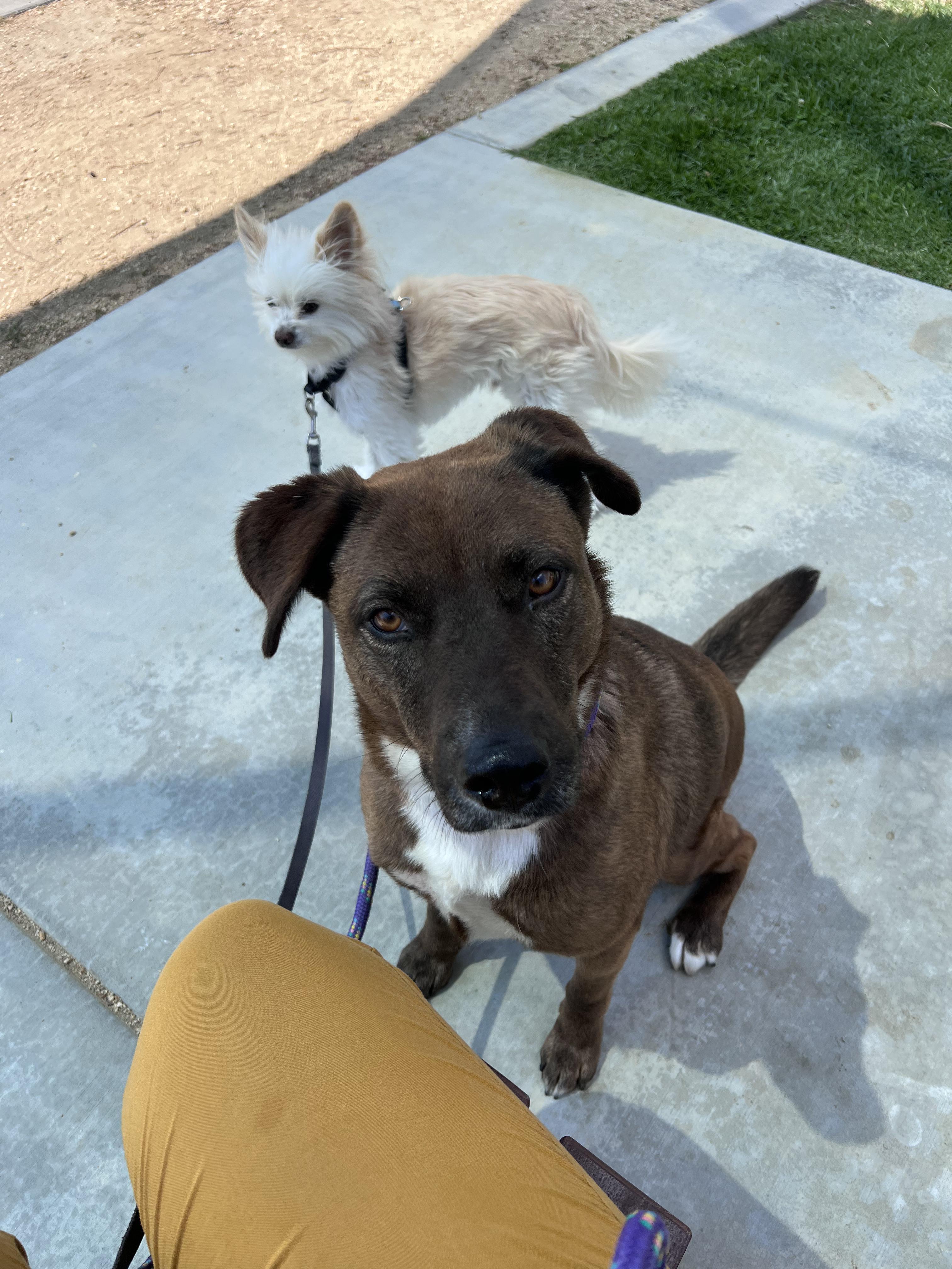 Cara, a ADOPTABLE mixed breed in Burbank, CA image 5/5
