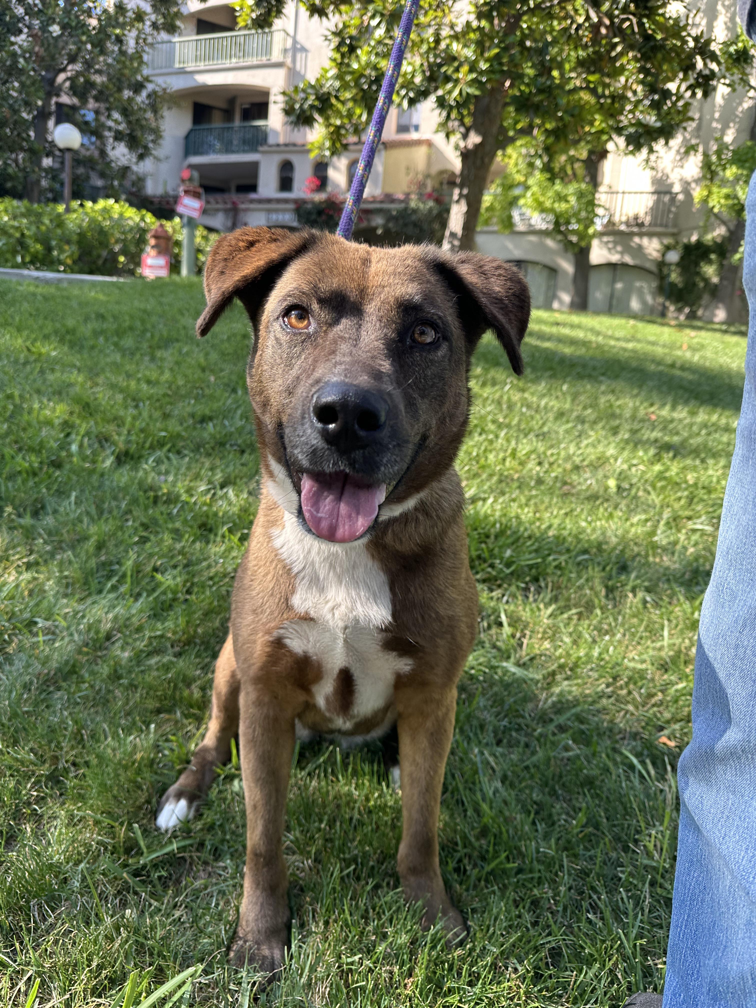 Cara, a ADOPTABLE mixed breed in Burbank, CA image 4/5