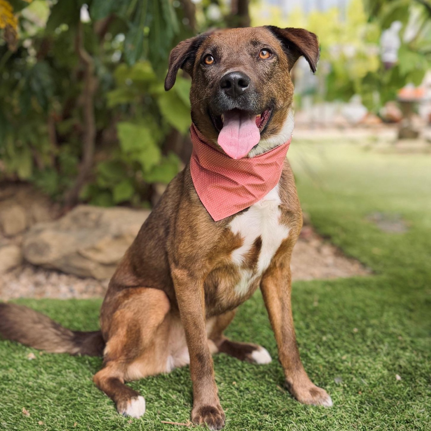 Cara, ADOPTABLE, Adult Female Labrador Retriever & Pit Bull Terrier.