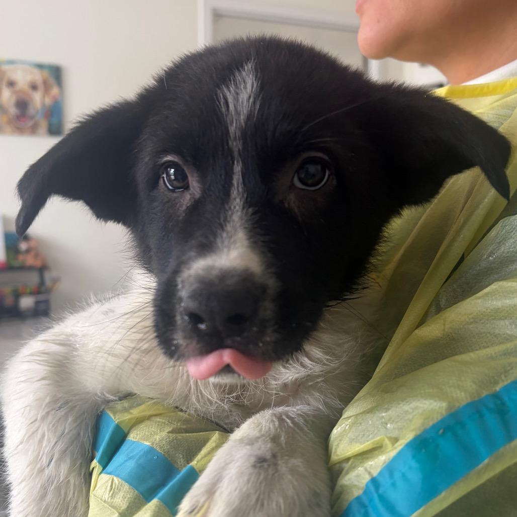 Harold, Adoptable, Puppy Male McNab.