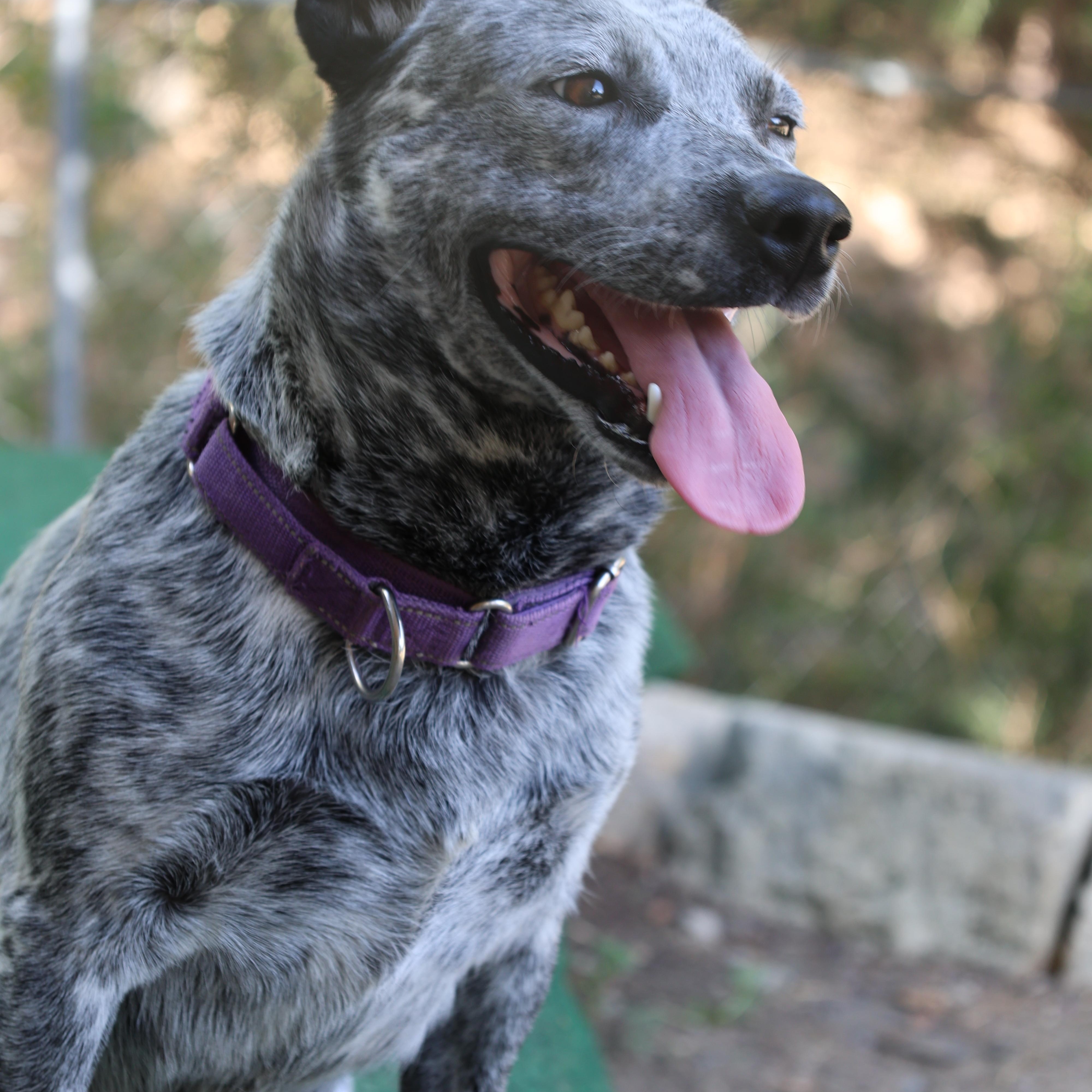 Enlarge Scout, a Adoptable mixed breed in Mansfield, TX image 3/6