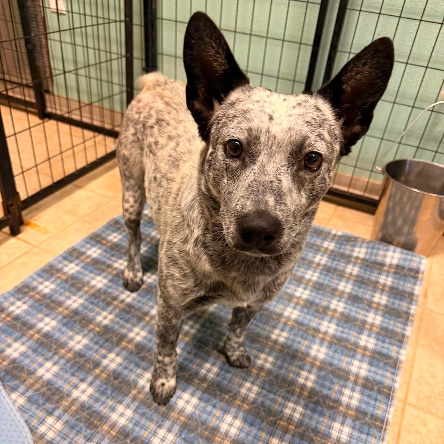 Enlarge Scout, a Adoptable mixed breed in Mansfield, TX image 2/6