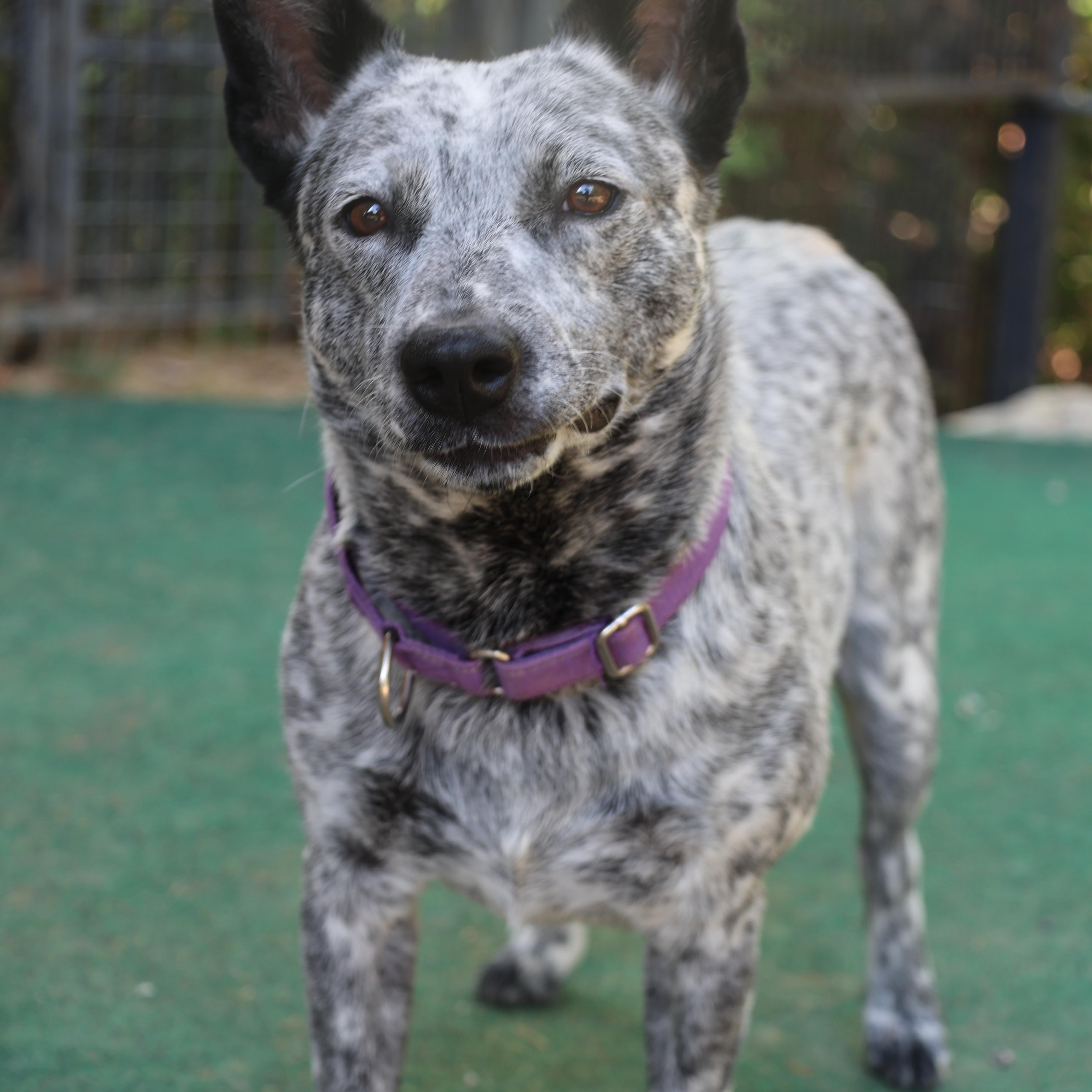 Enlarge Scout, a Adoptable mixed breed in Mansfield, TX image 5/6