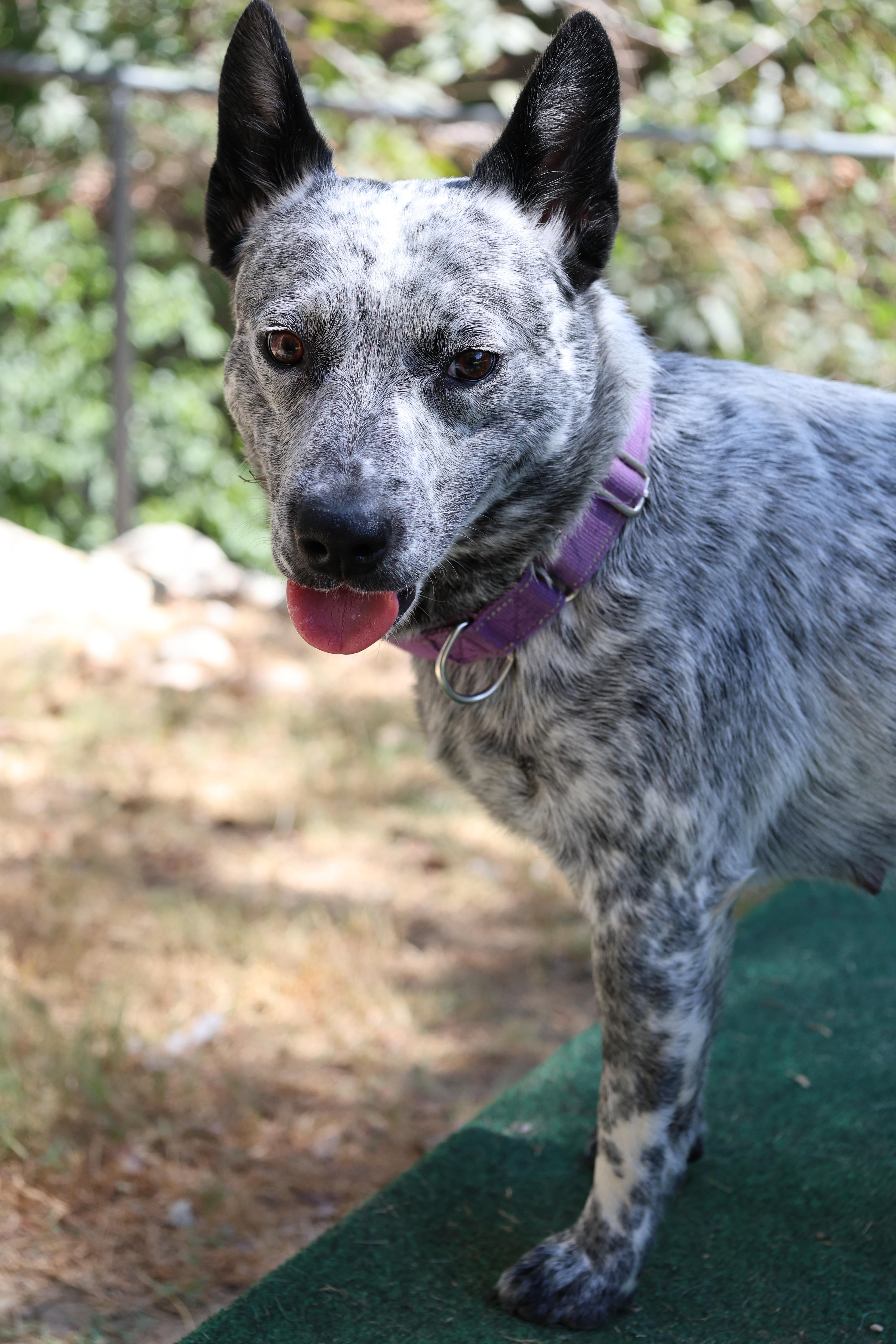 Enlarge Scout, a Adoptable mixed breed in Mansfield, TX image 6/6