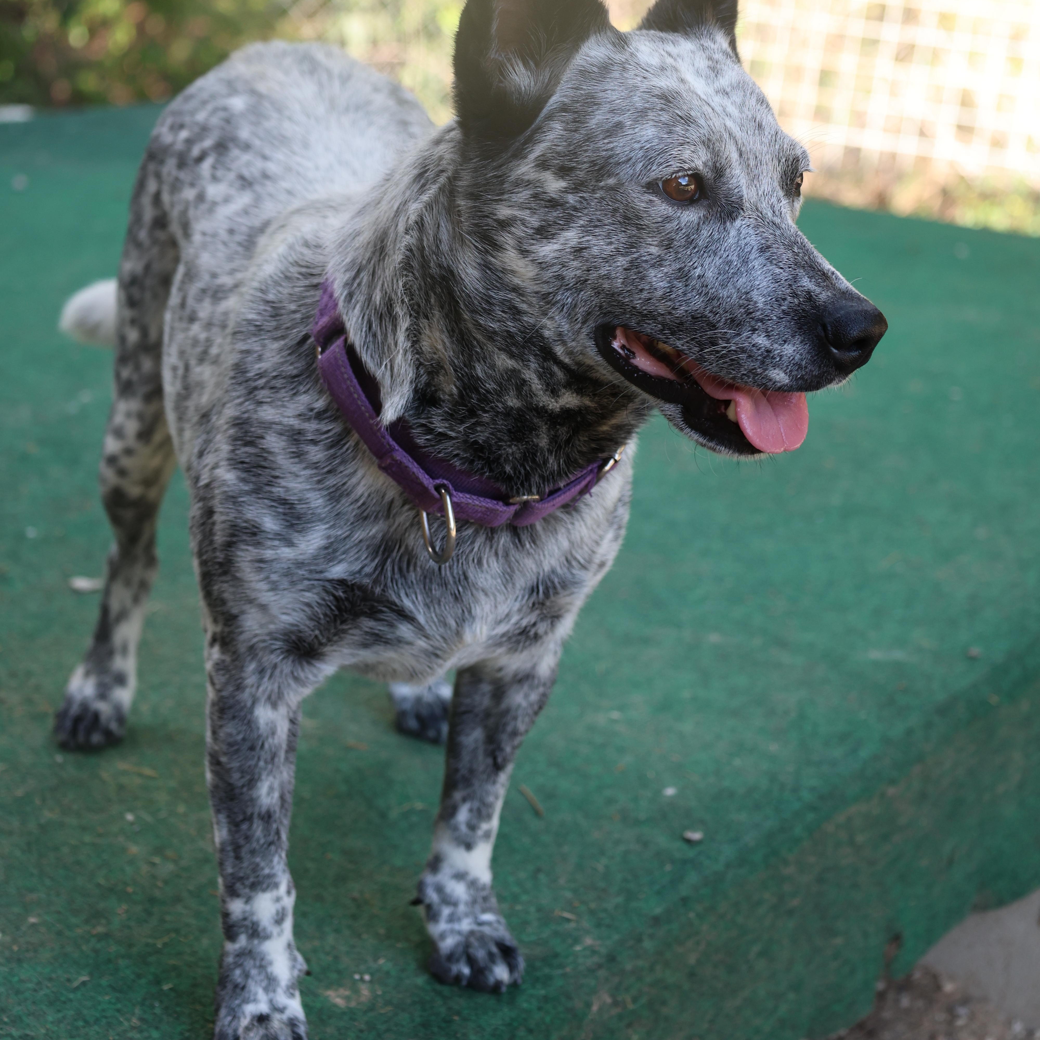 Enlarge Scout, a Adoptable mixed breed in Mansfield, TX image 4/6