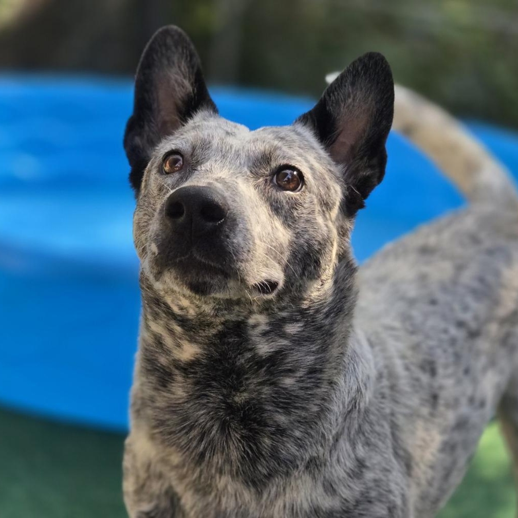 Scout, Adoptable, Adult Female Australian Cattle Dog / Blue Heeler.