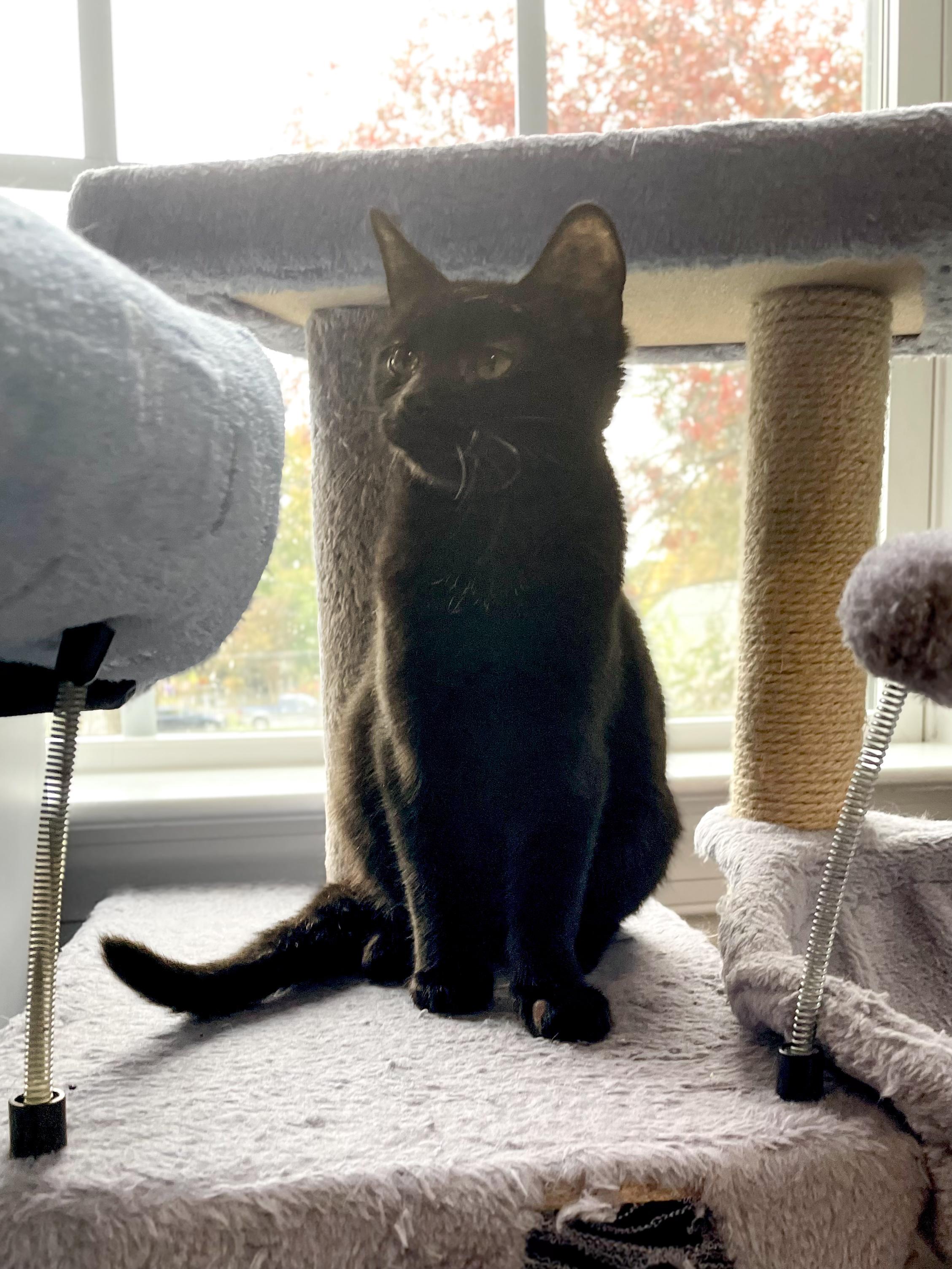 Enlarge Gracie, a Adoptable Domestic Short Hair in Norfolk, VA image 5/5