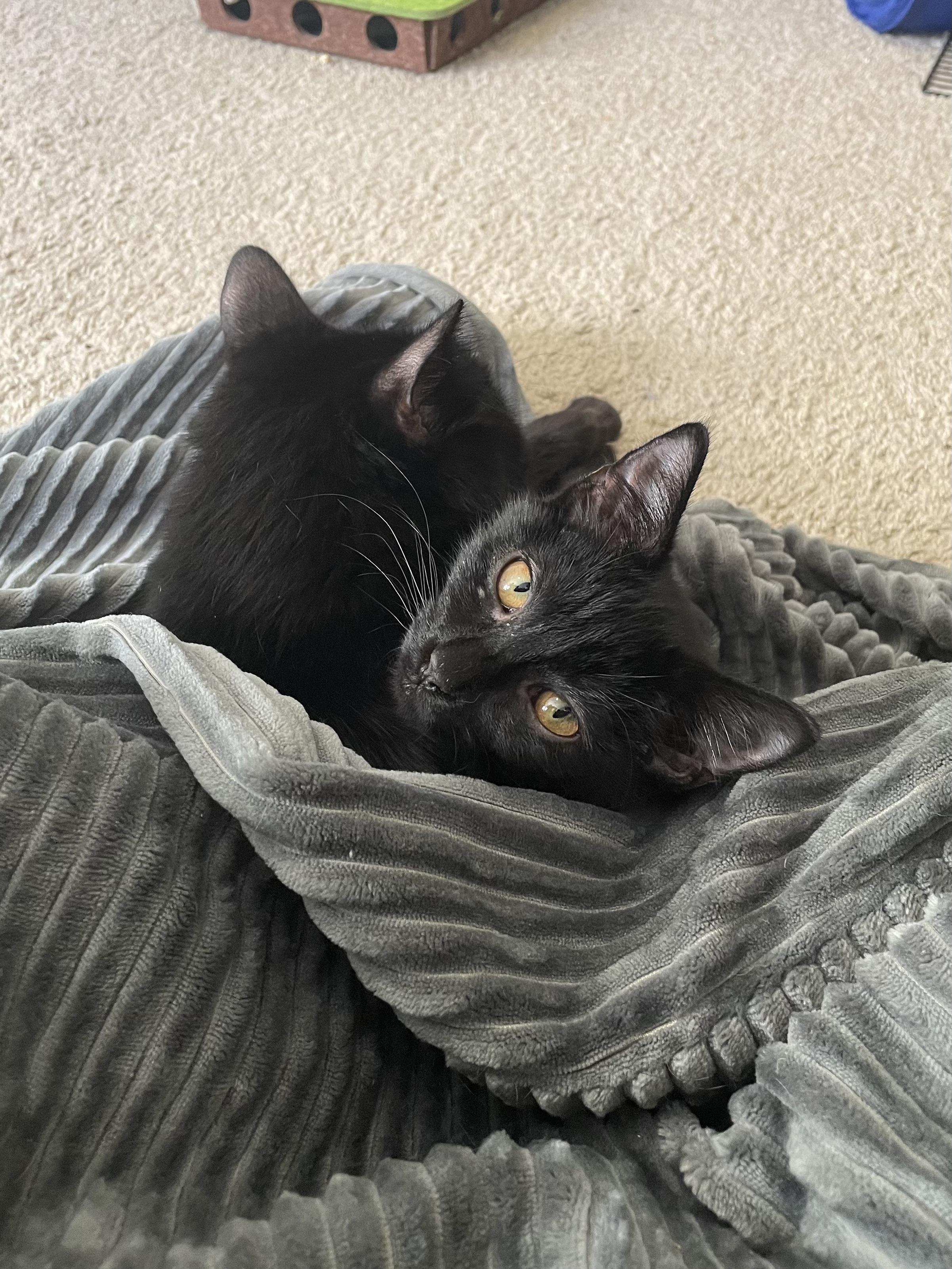 Enlarge Gracie, a Adoptable Domestic Short Hair in Norfolk, VA image 4/5