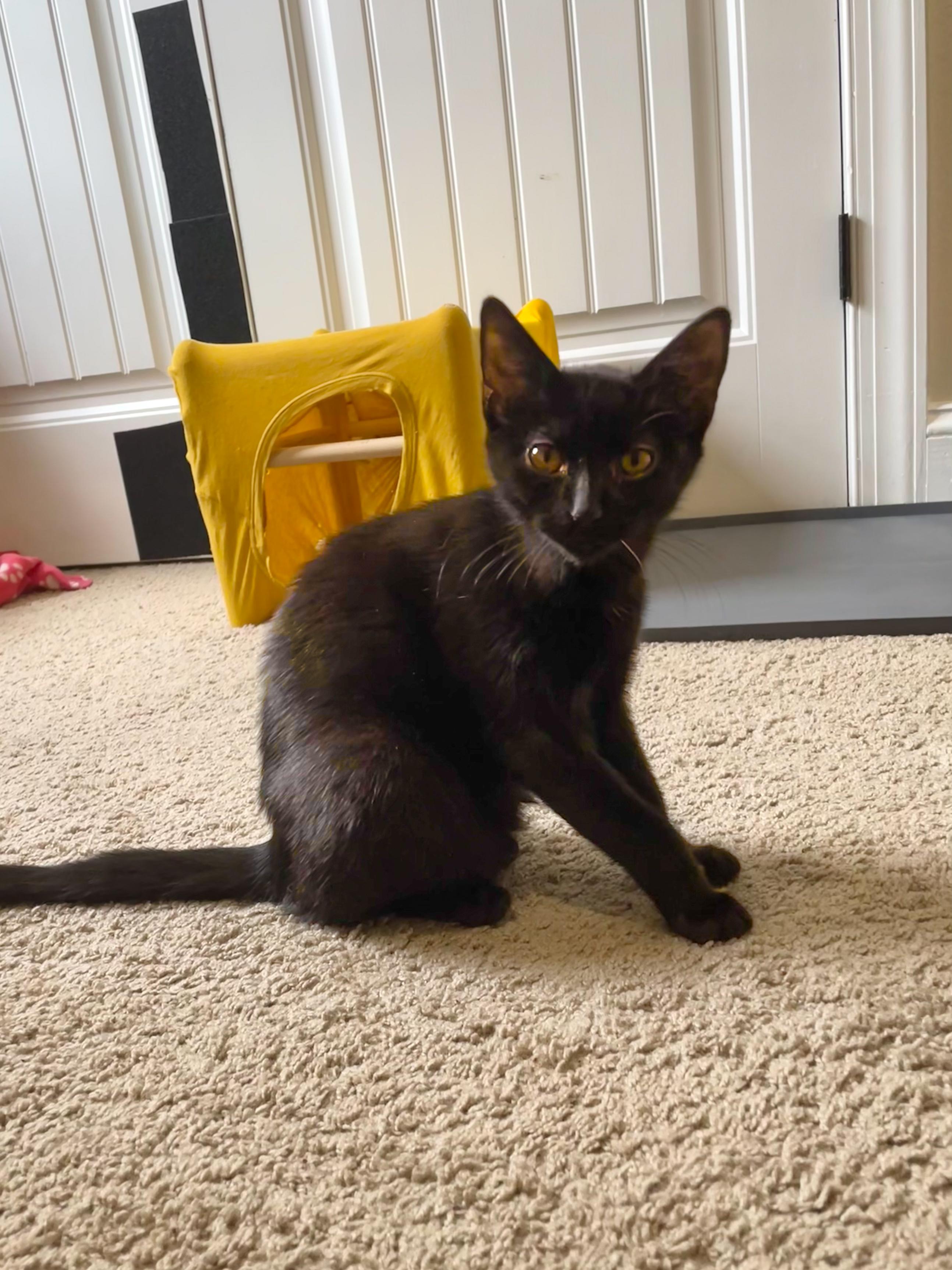 Enlarge Gracie, a Adoptable Domestic Short Hair in Norfolk, VA image 2/5