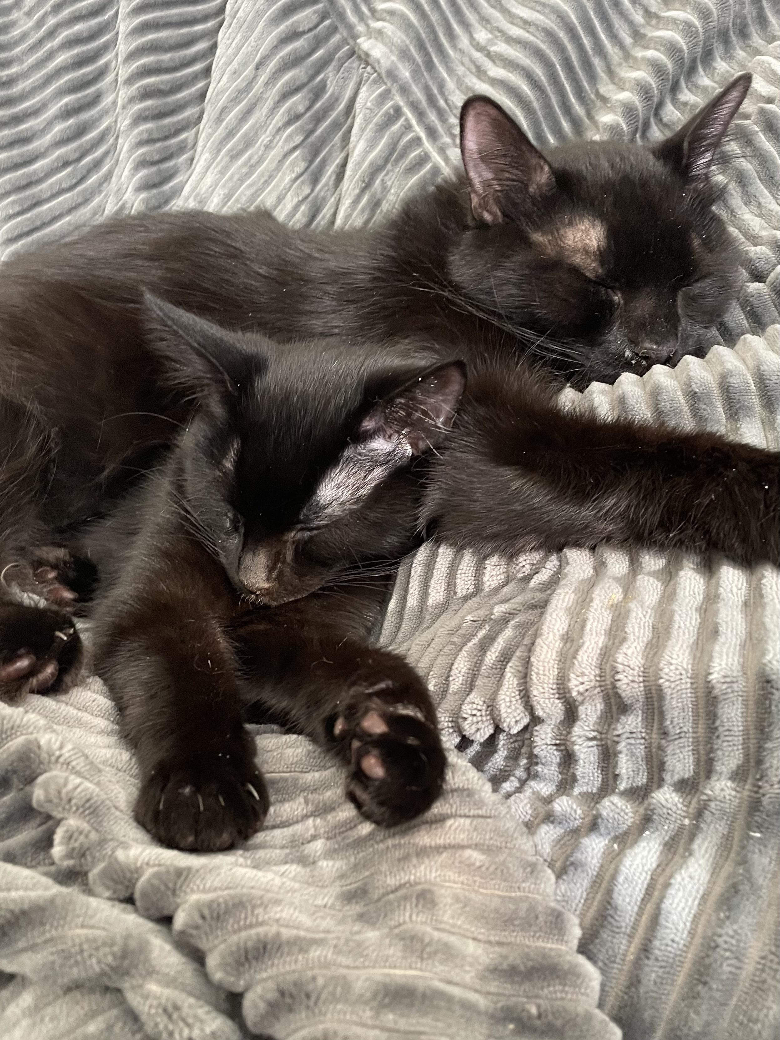 Enlarge Gracie, a Adoptable Domestic Short Hair in Norfolk, VA image 3/5