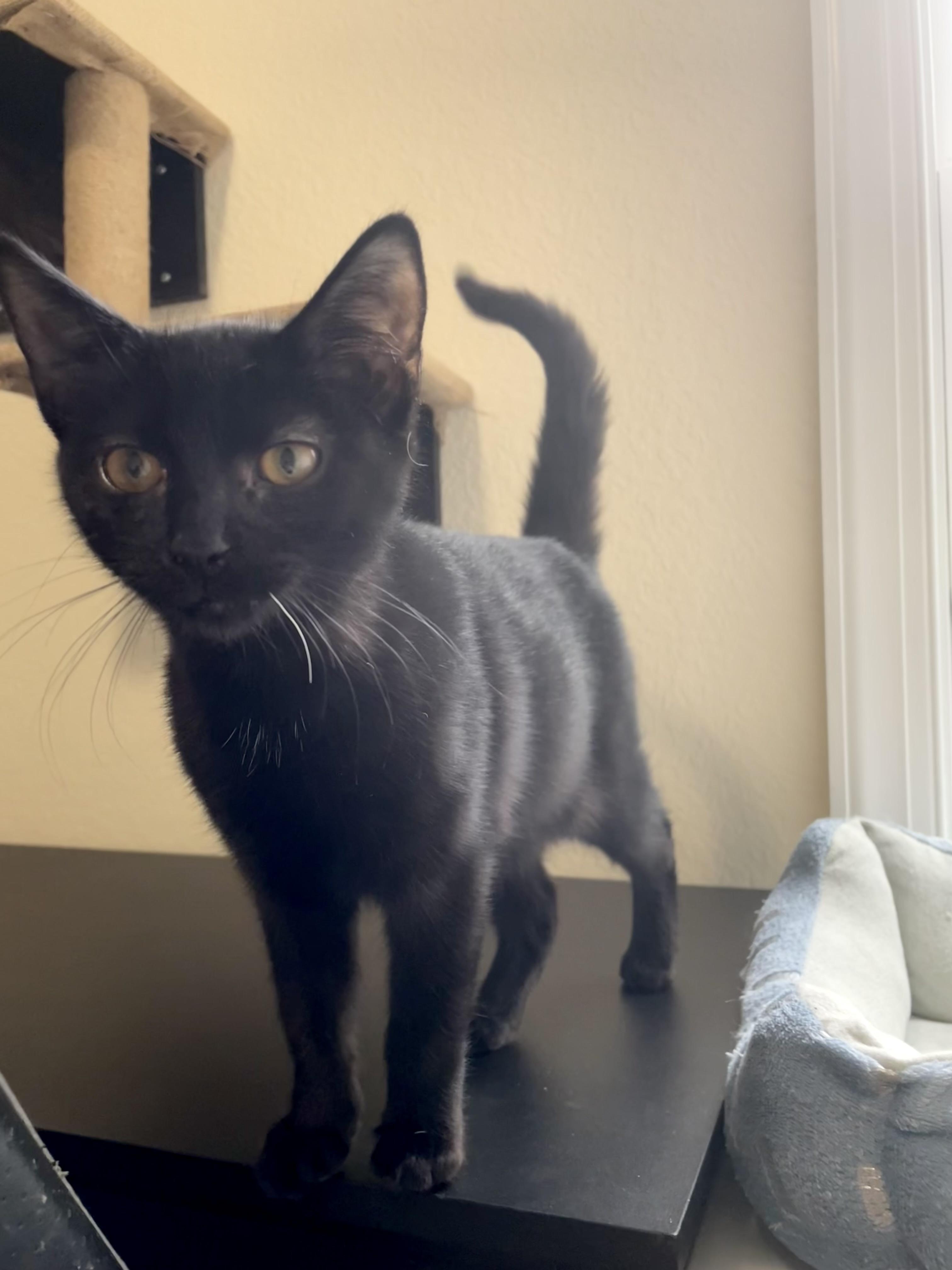 Enlarge Gracie, a Adoptable Domestic Short Hair in Norfolk, VA image 1/5