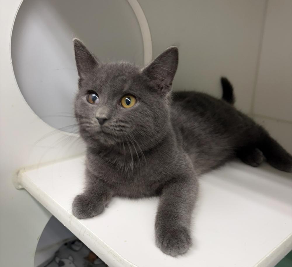 Enlarge Meeko, a Adoptable Domestic Short Hair in Rochester, IN image 1/1