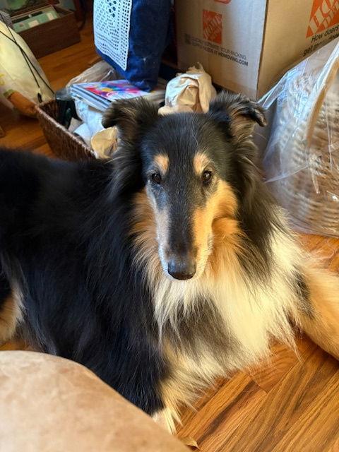 Stormy, Adoptable, Senior Female Collie.
