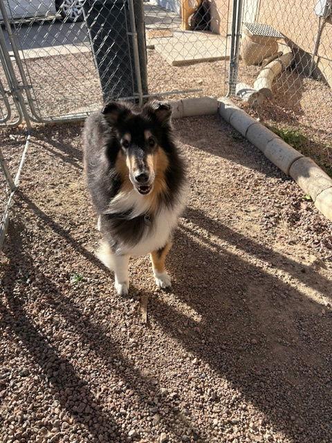Enlarge Stormy, a Adoptable Collie in Pueblo West, CO image 2/3