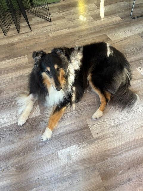 Enlarge Stormy, a Adoptable Collie in Pueblo West, CO image 3/3