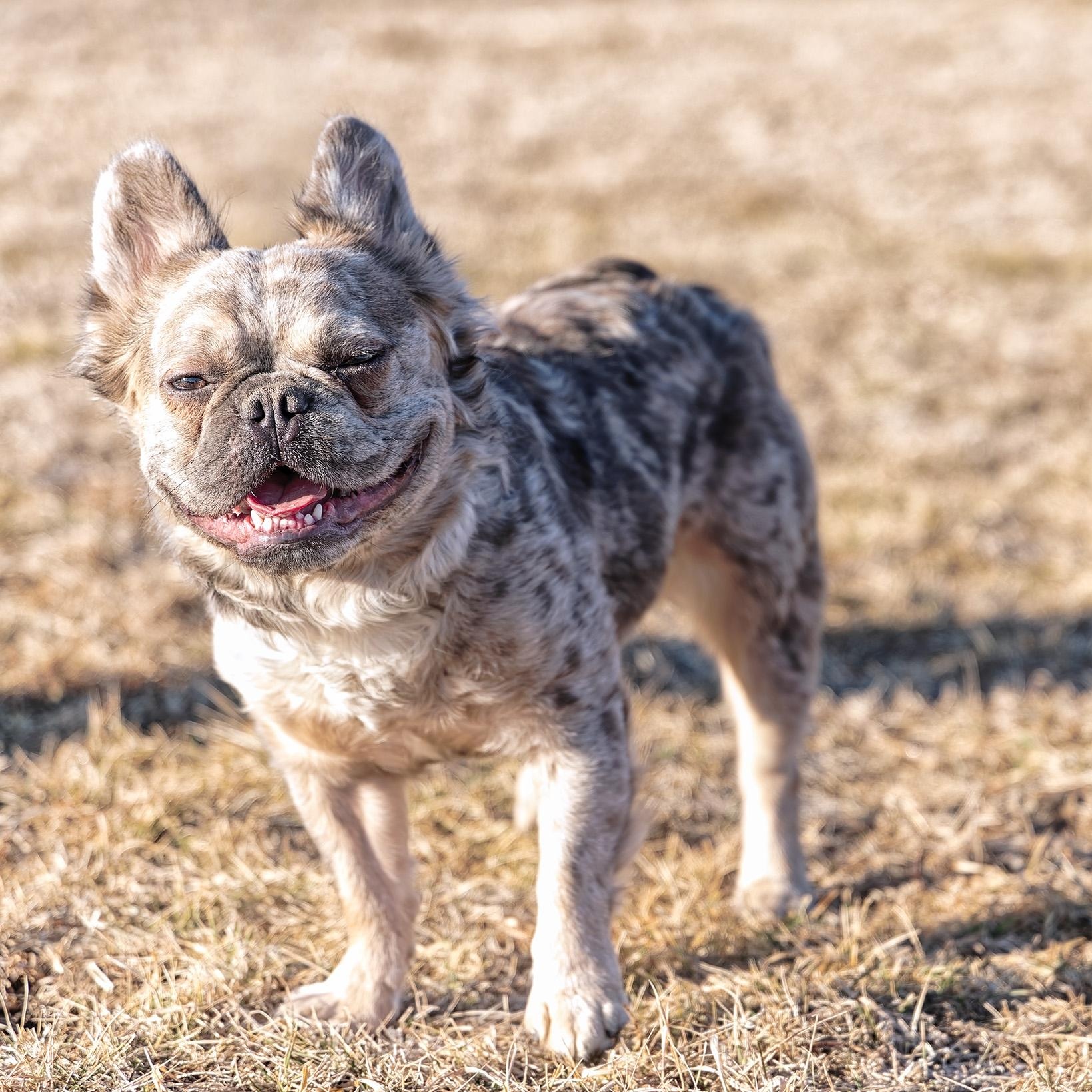 Enlarge Theo, an adopted French Bulldog in Clarinda, IA image 4/6