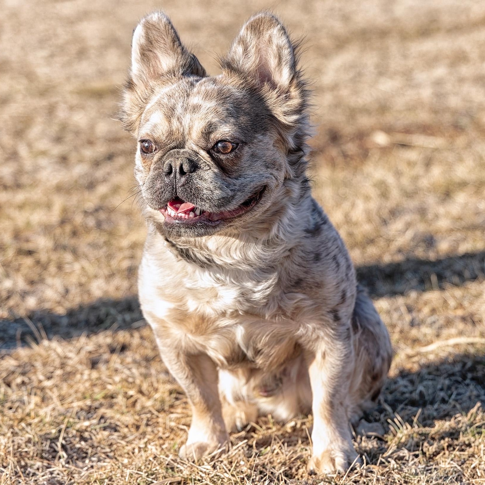 Enlarge Theo, an adopted French Bulldog in Clarinda, IA image 2/6