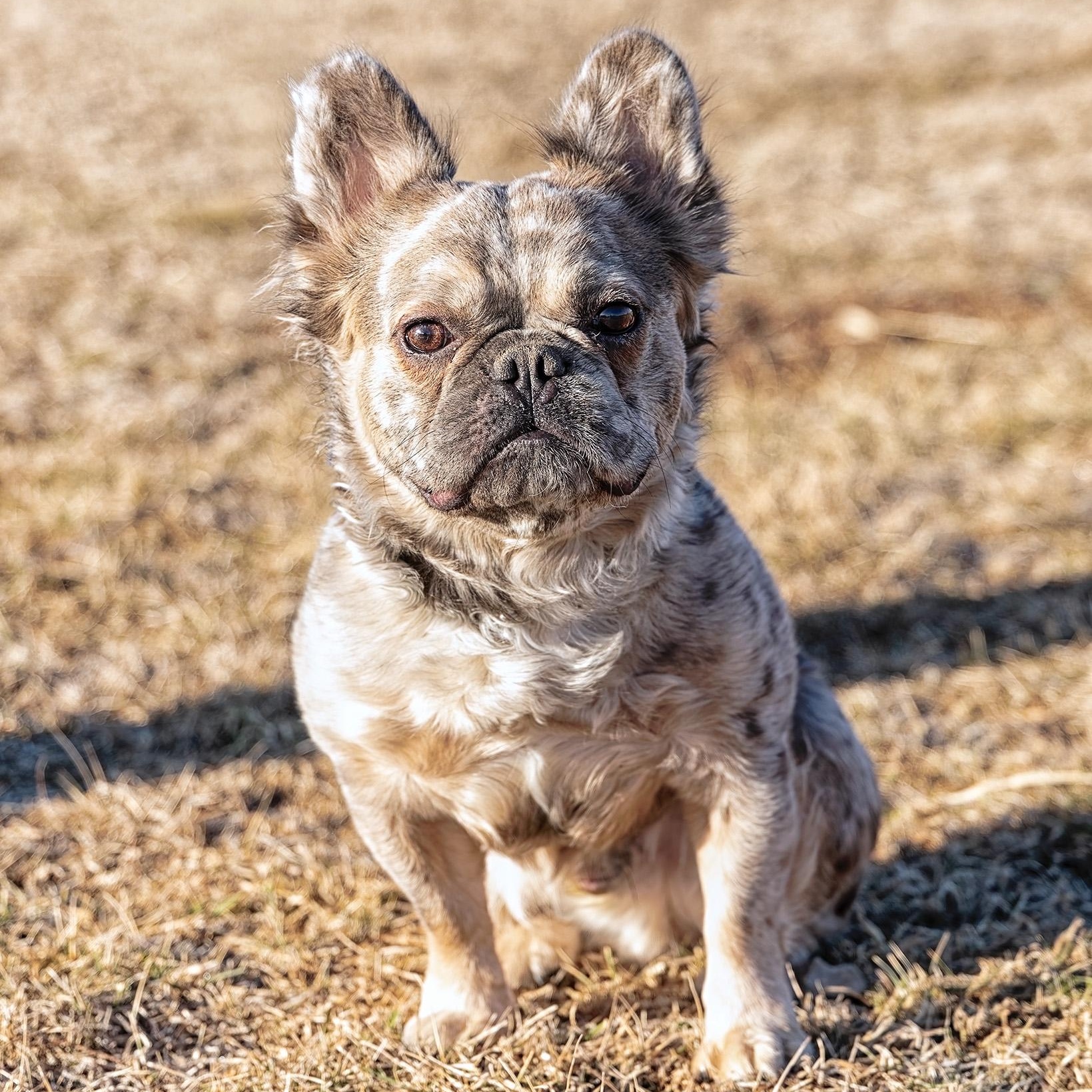 Enlarge Theo, an adopted French Bulldog in Clarinda, IA image 3/6