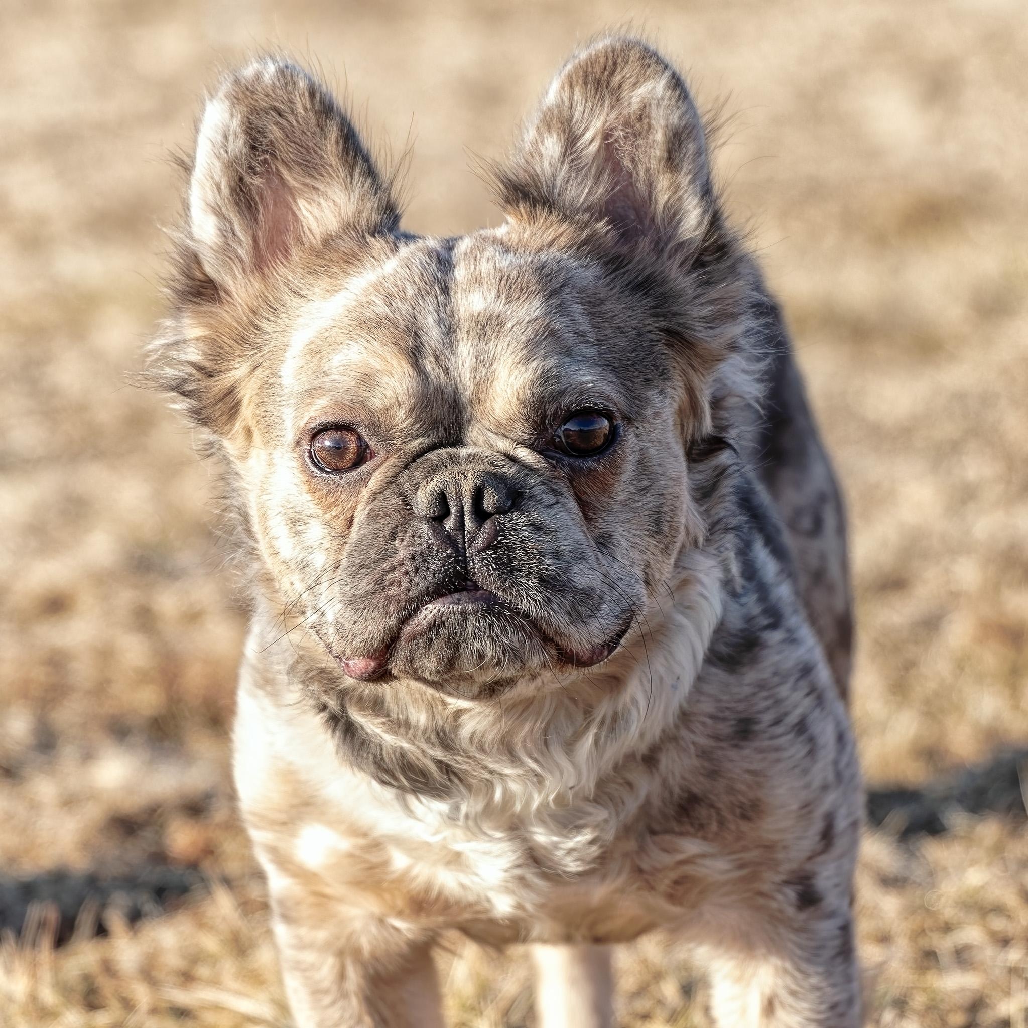 Theo, adopted, Young Male French Bulldog.