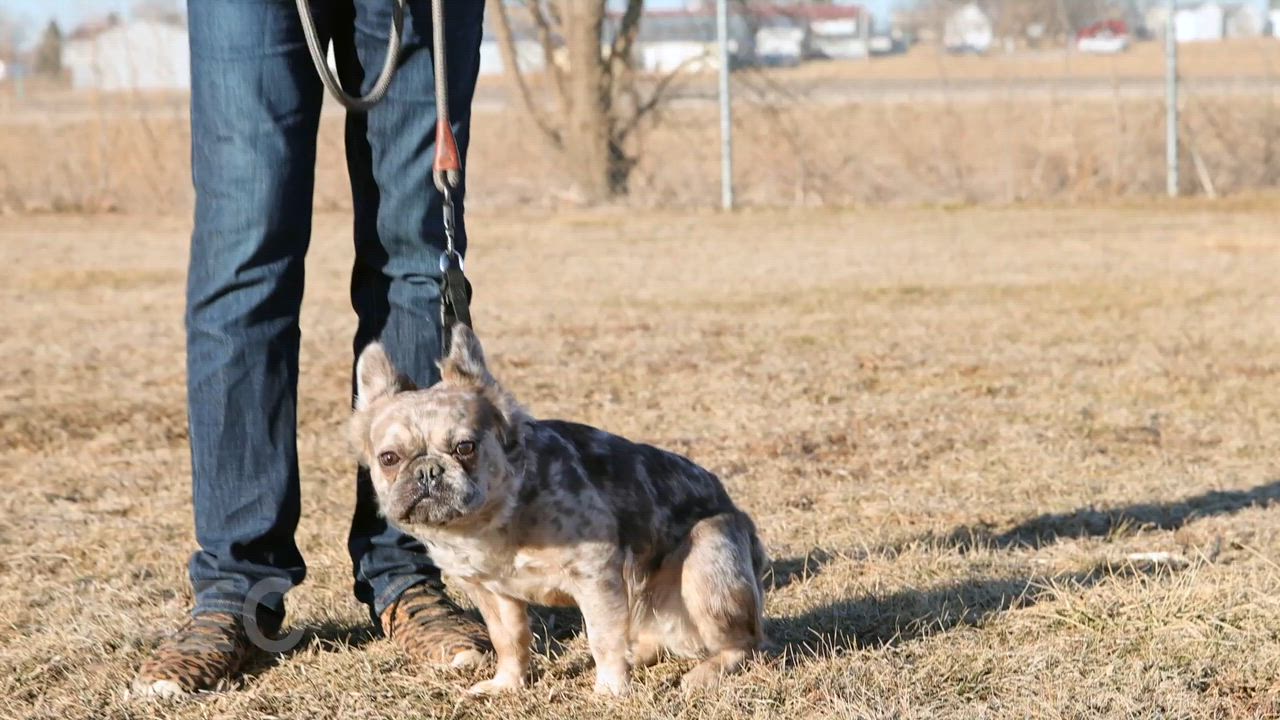 Enlarge Theo, an adopted French Bulldog in Clarinda, IA video 5/6