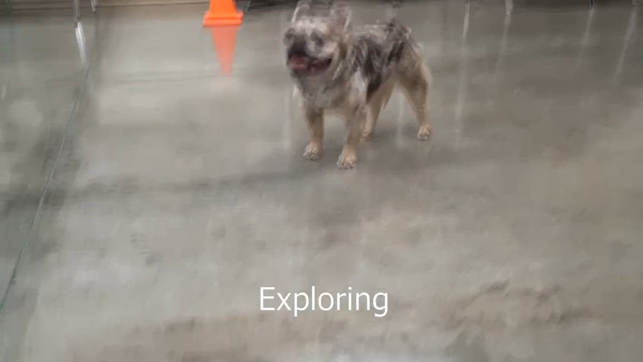 Enlarge Theo, an adopted French Bulldog in Clarinda, IA video 6/6