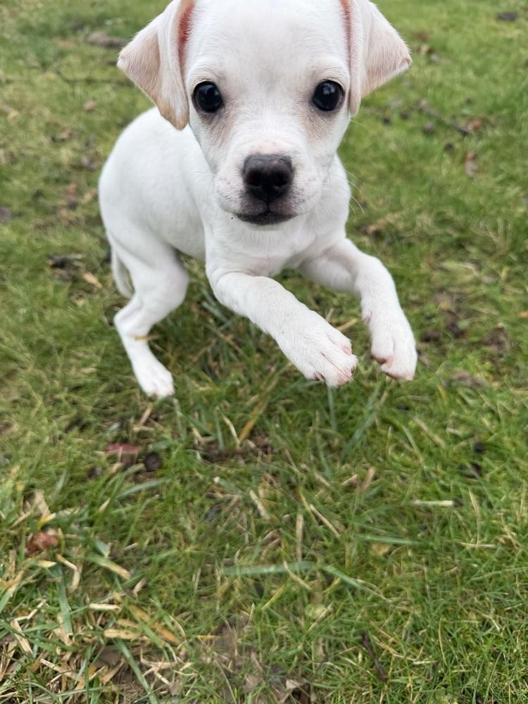 Cinnabon, Adoptable, Puppy Female Chihuahua & Mixed Breed.