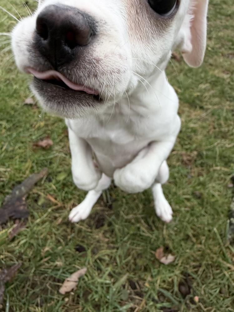 Enlarge Cinnabon, a Adoptable mixed breed in Springdale, PA image 3/4