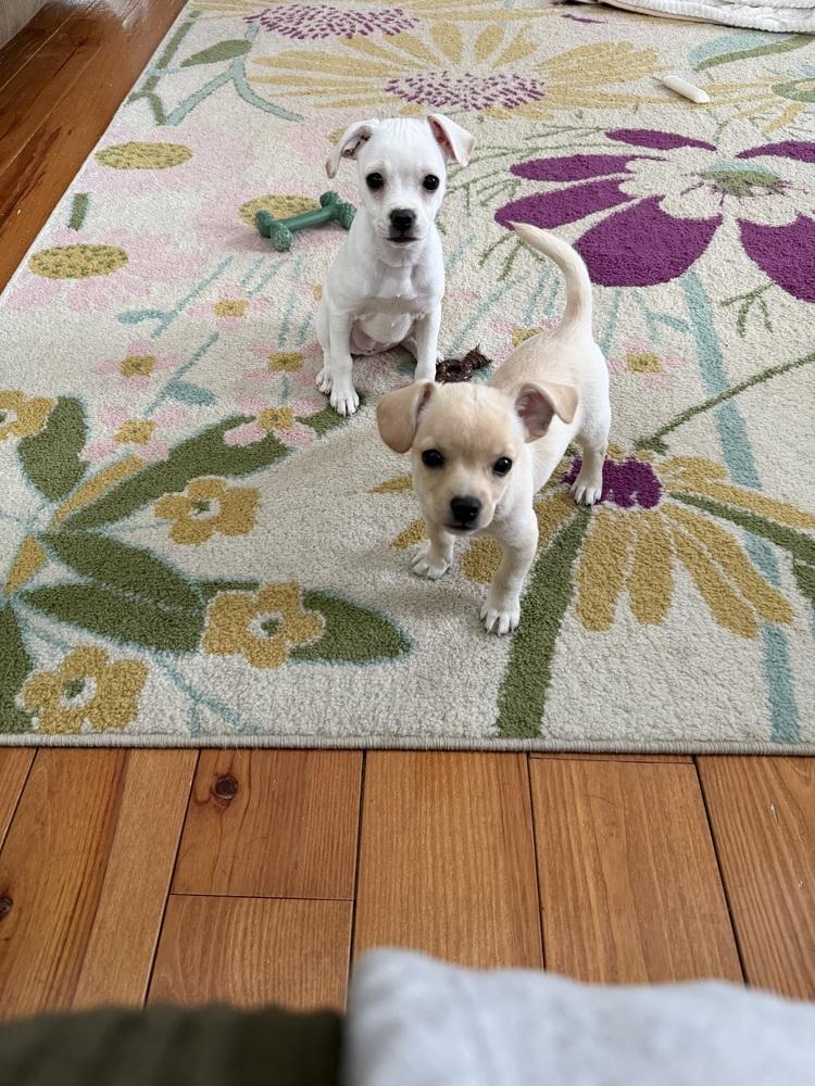 Enlarge Cinnabon, a Adoptable mixed breed in Springdale, PA image 4/4