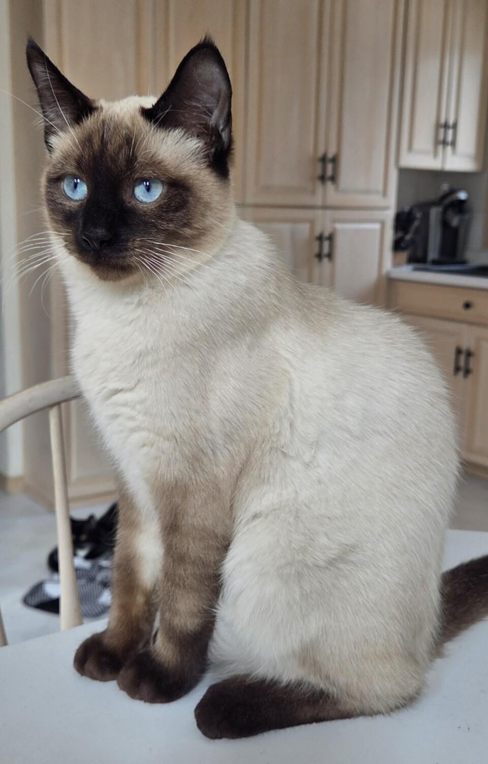 COBY, ADOPTABLE, Kitten Male Siamese.