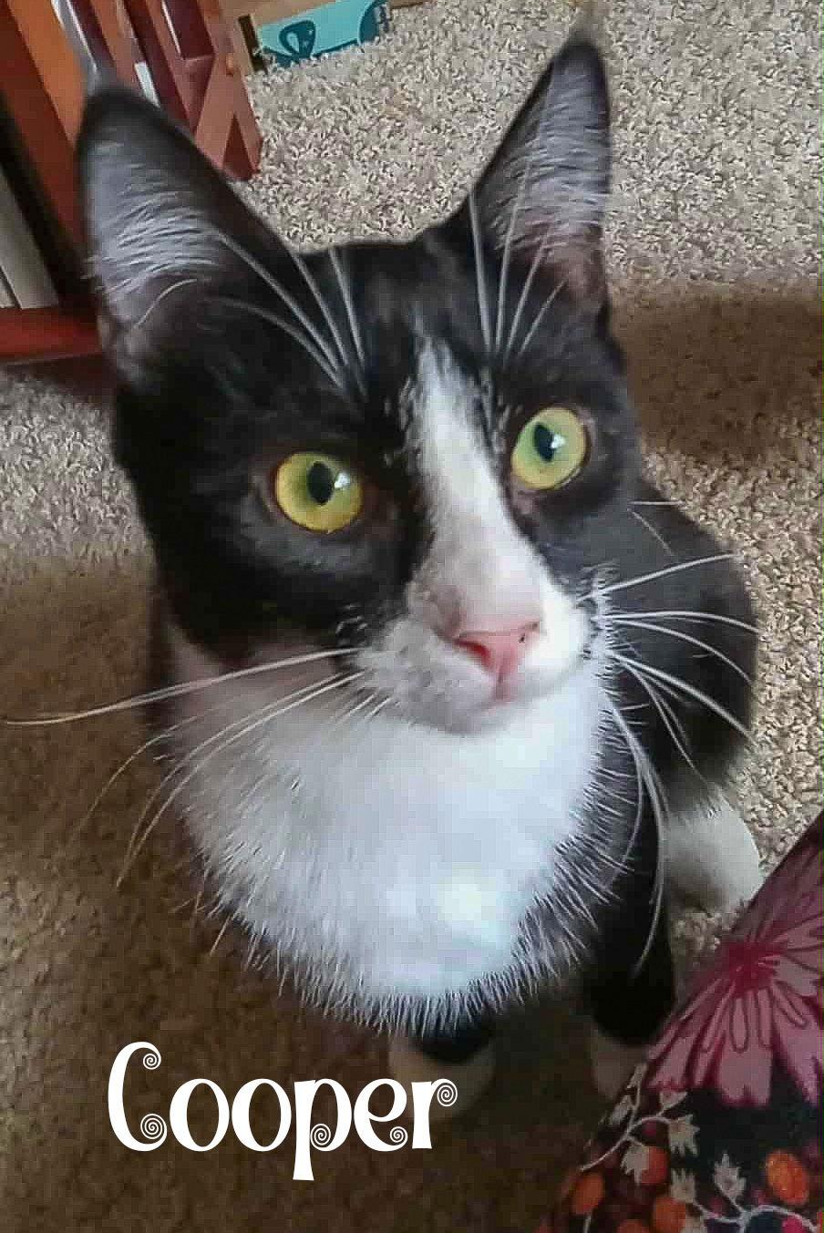 Enlarge Cooper, a Adoptable Domestic Short Hair in Flint Hill, VA image 1/2